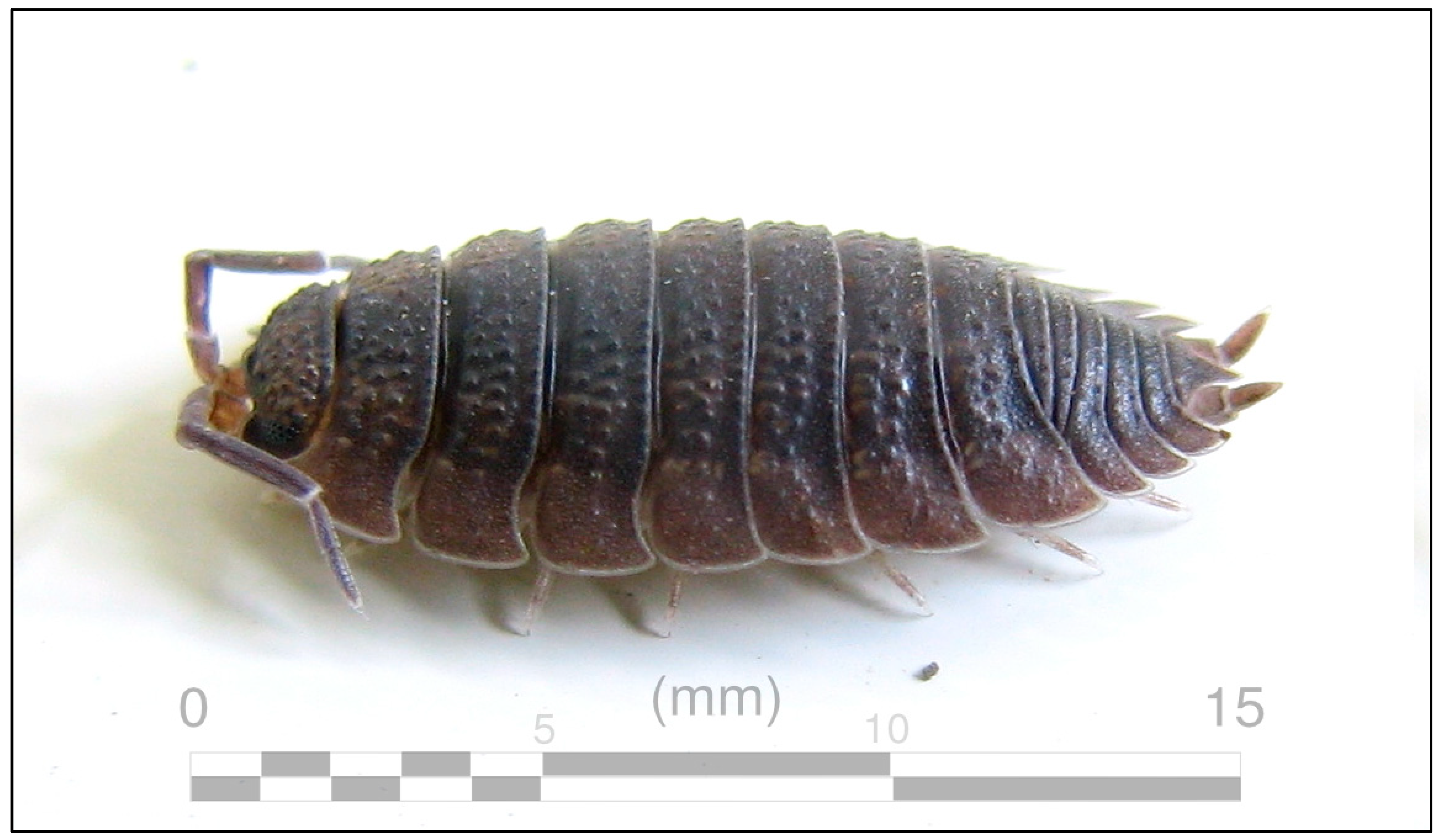 Insects 13 00233 g001