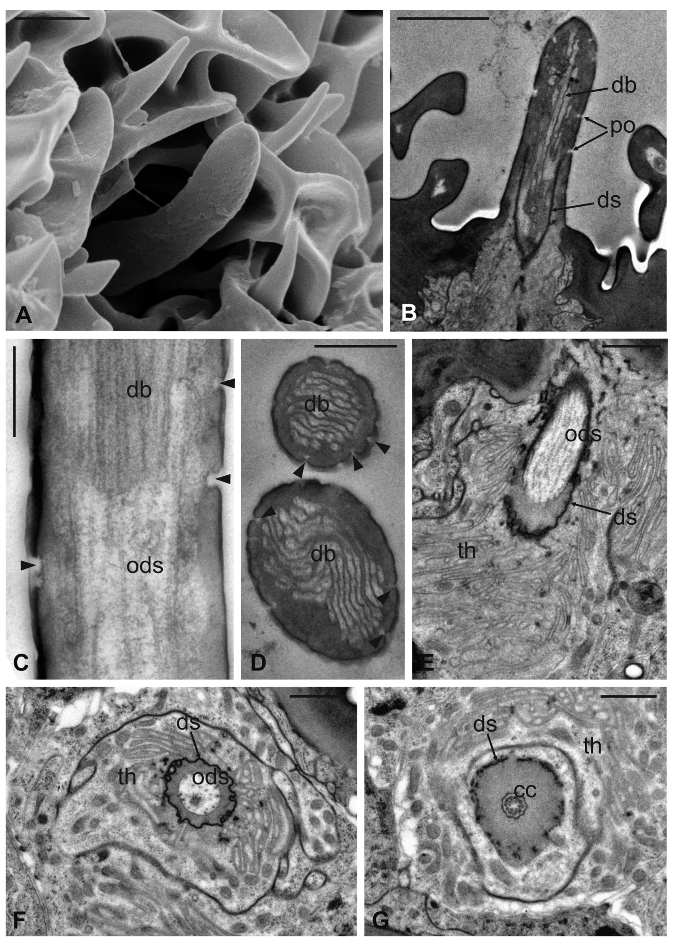 Insects 13 00236 g011 Insects 13 00236 g011