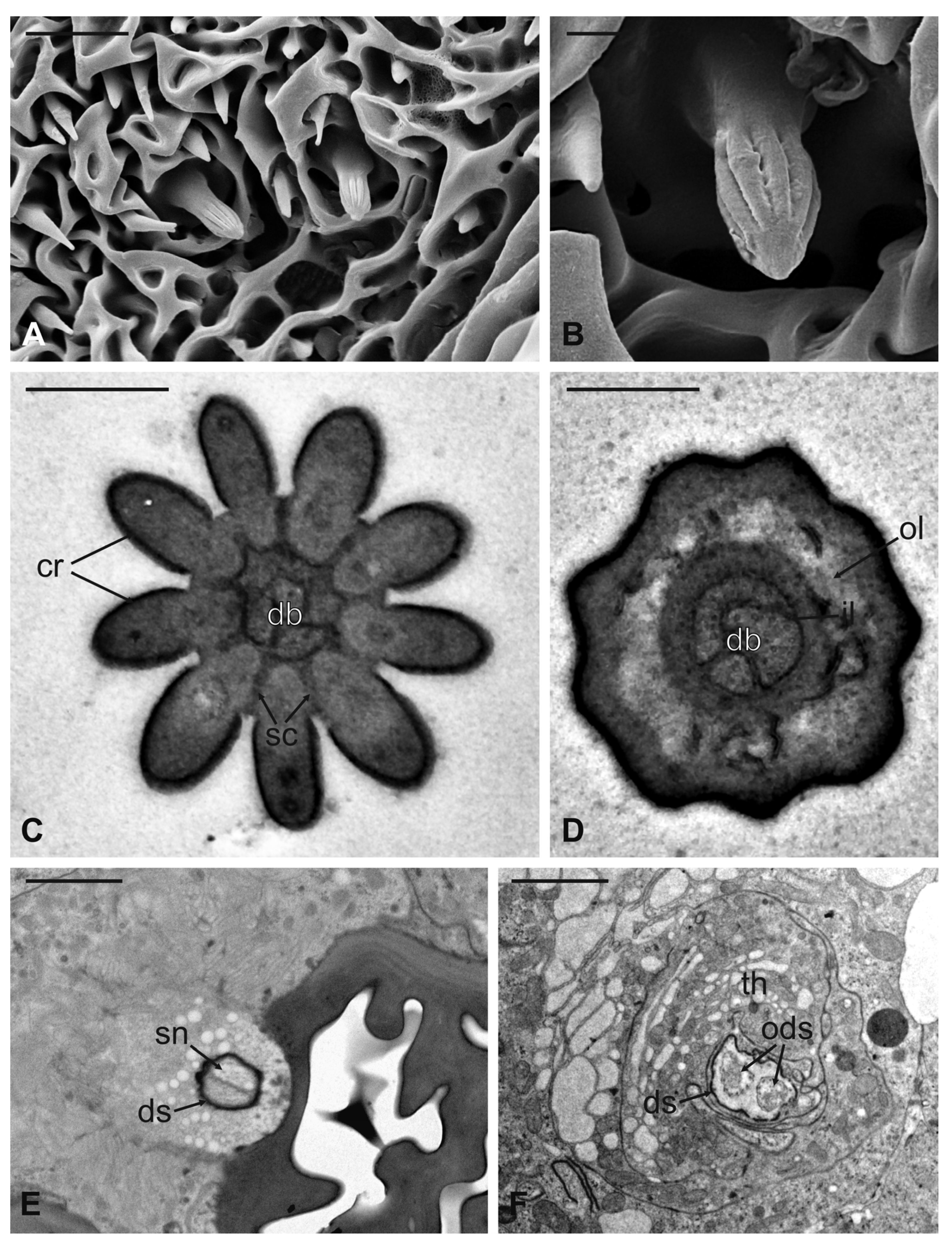 Insects 13 00236 g012 Insects 13 00236 g012