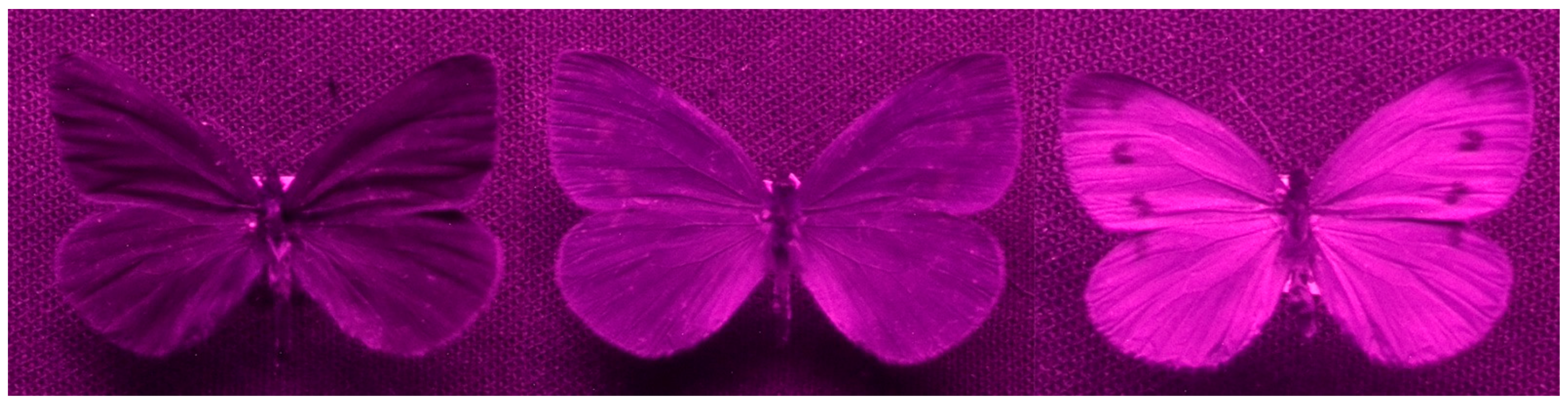 Insects 13 00242 g001