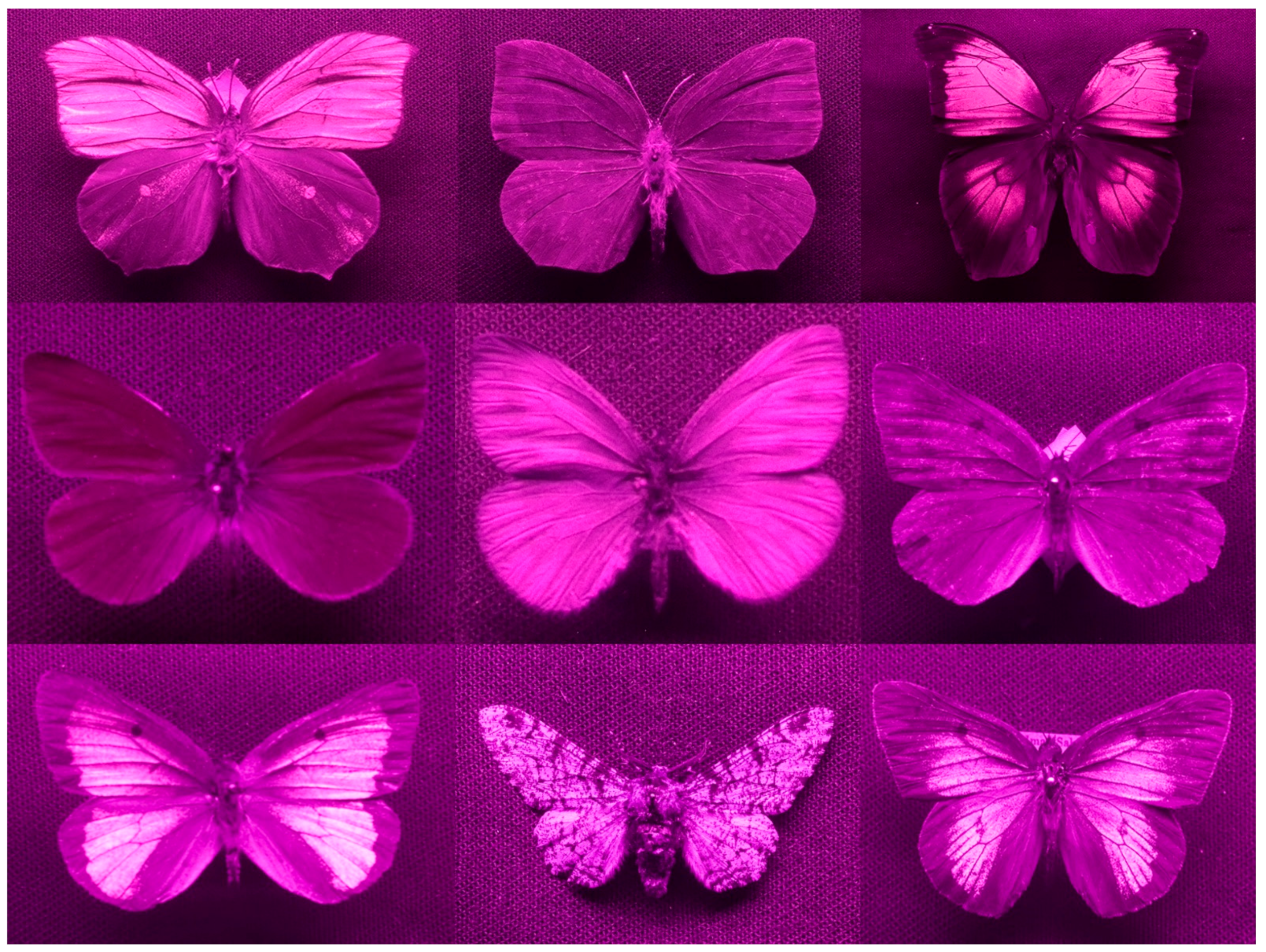 Insects 13 00242 g003