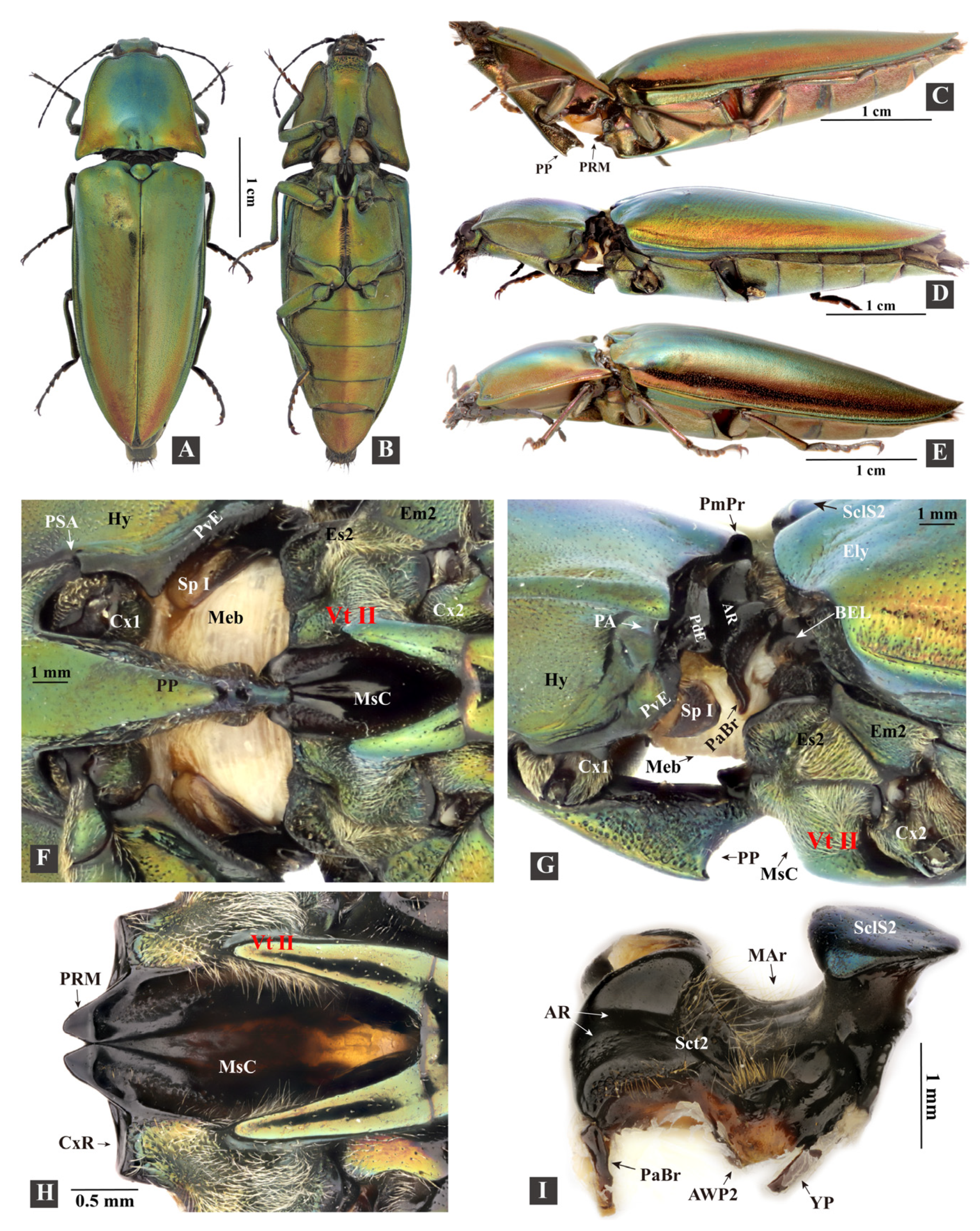 Insects 13 00248 g001