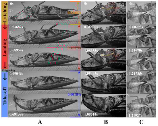 Insects 13 00248 g012 550