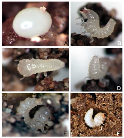 Insects 13 00249 g001 550