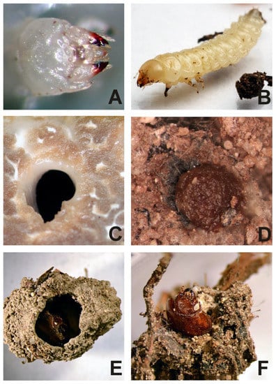 Insects 13 00249 g002 550