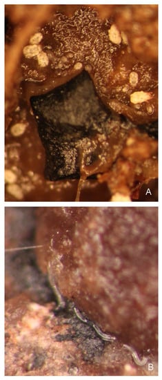 Insects 13 00249 g003 550