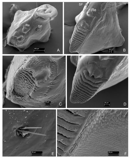 Insects 13 00249 g010 550