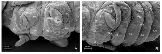 Insects 13 00249 g017 550