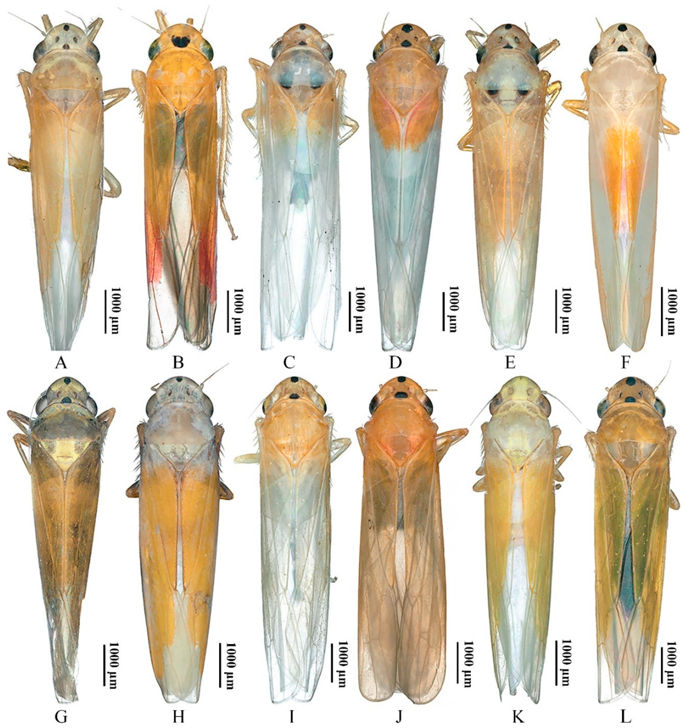 Insects 13 00254 g007