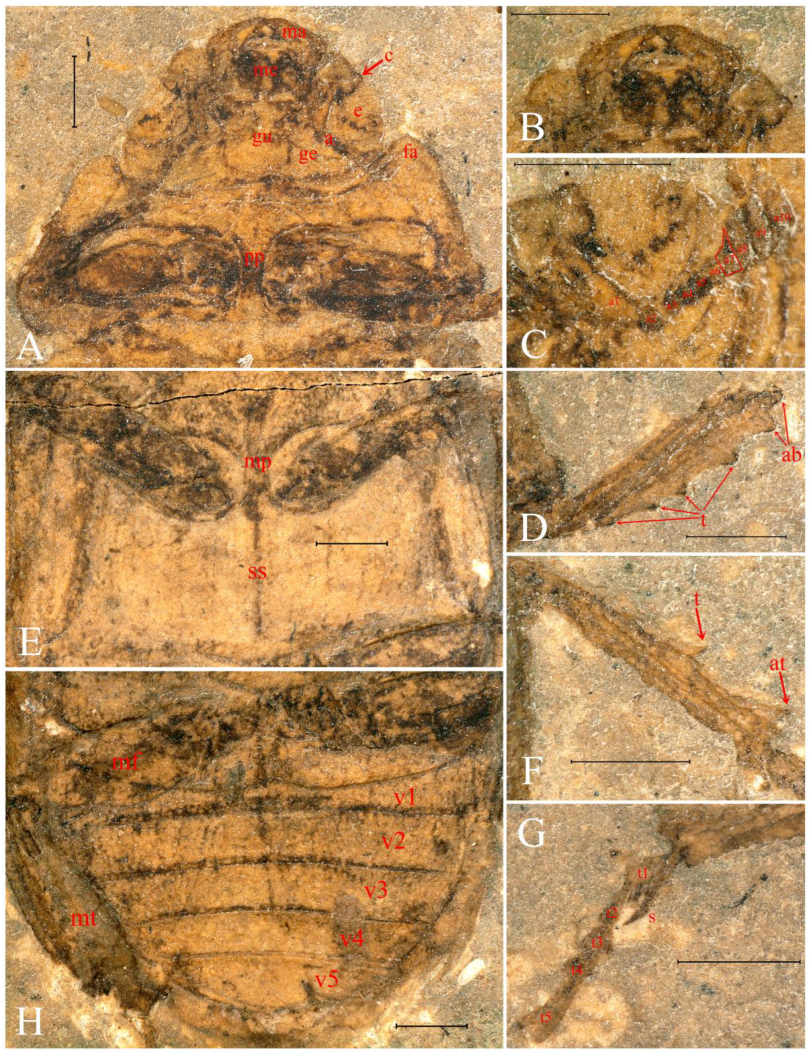 Insects 13 00272 g003