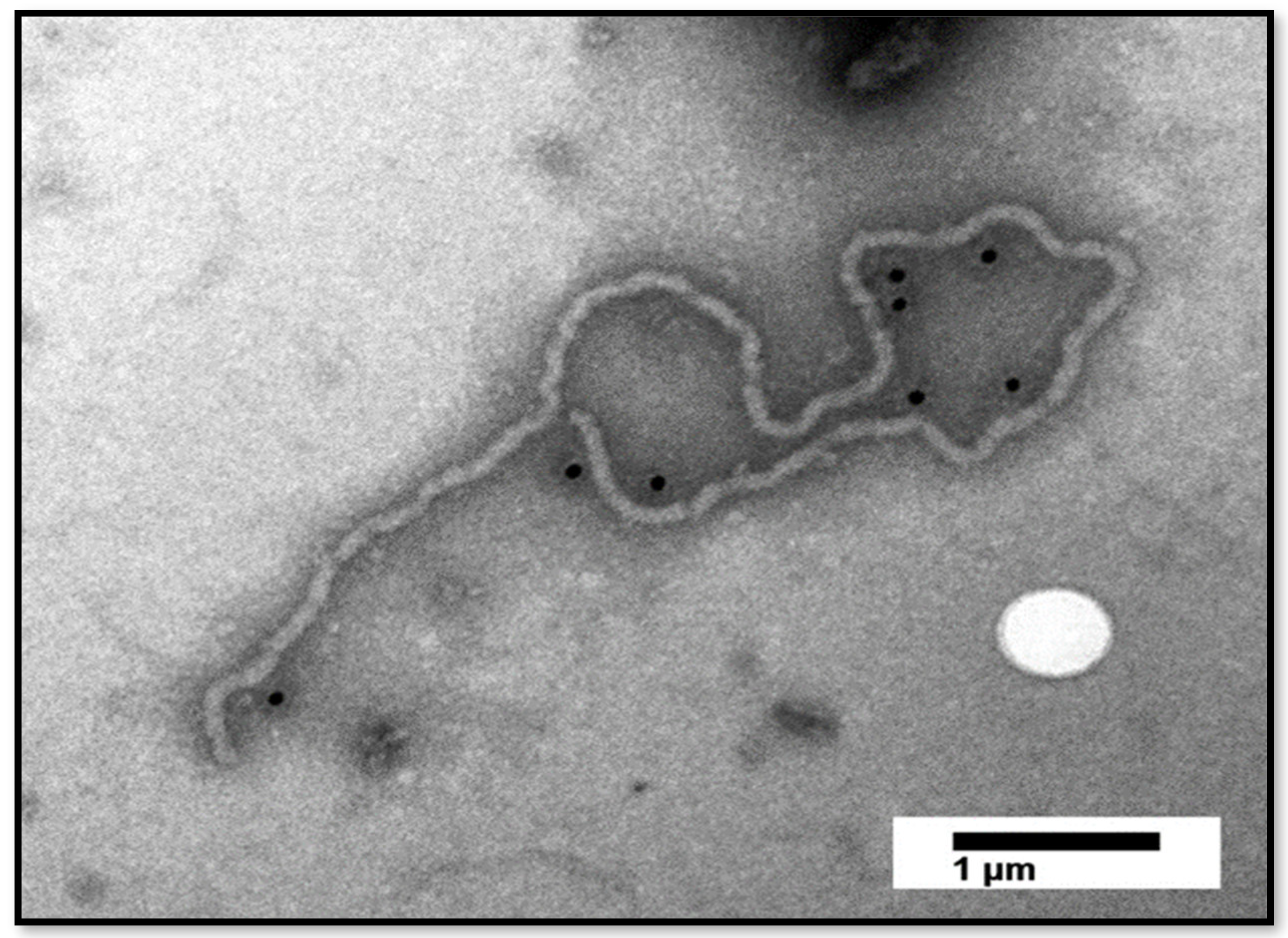 Insects 13 00275 g003