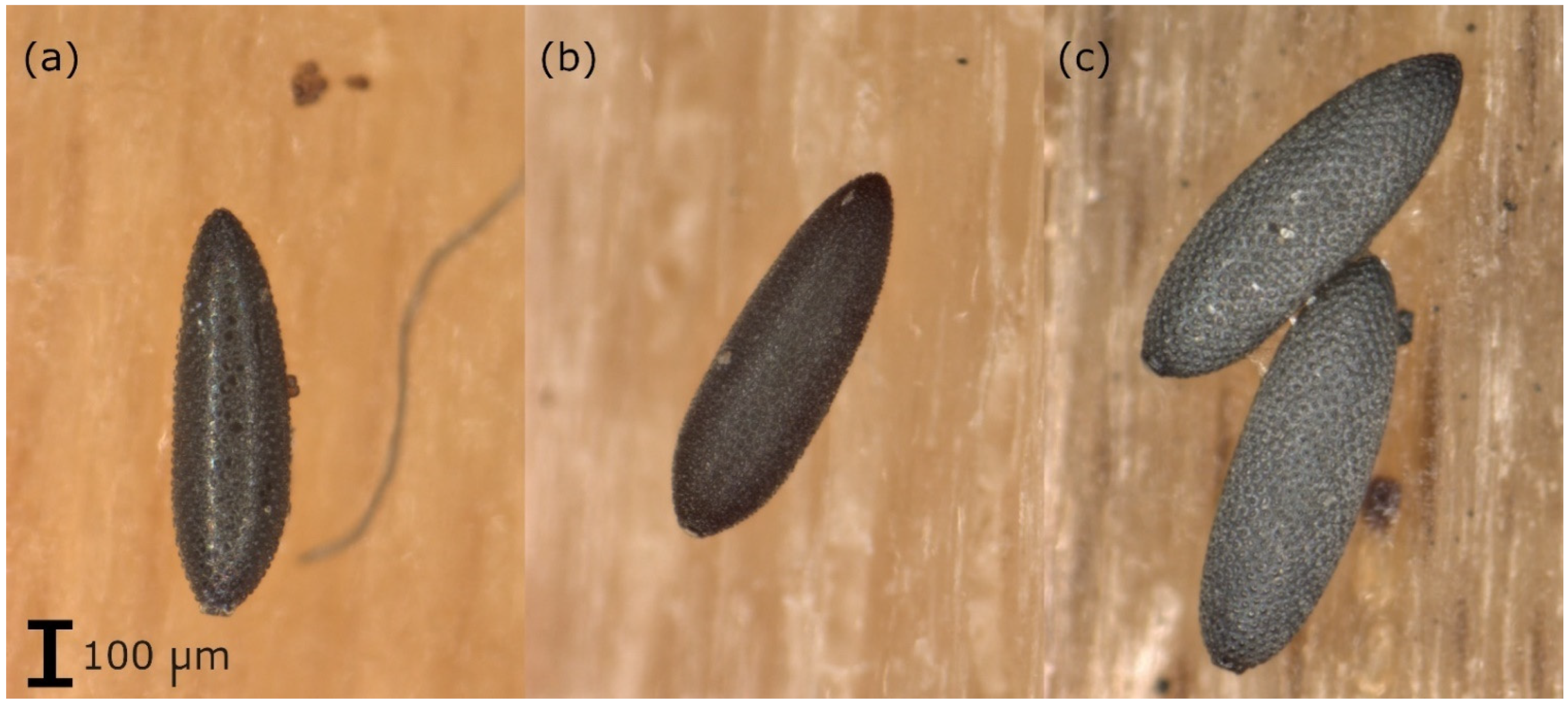 Insects 13 00276 g001