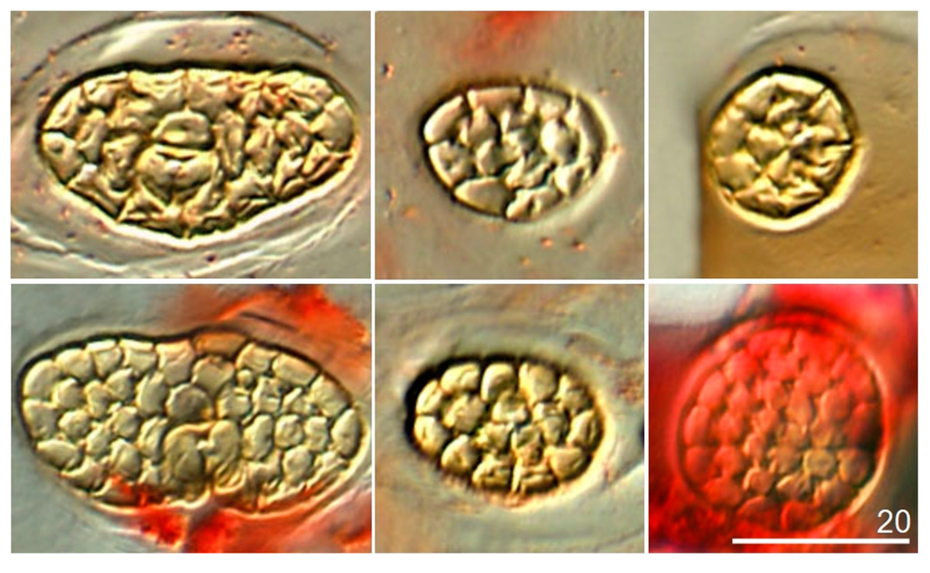 Insects 13 00279 g0a3