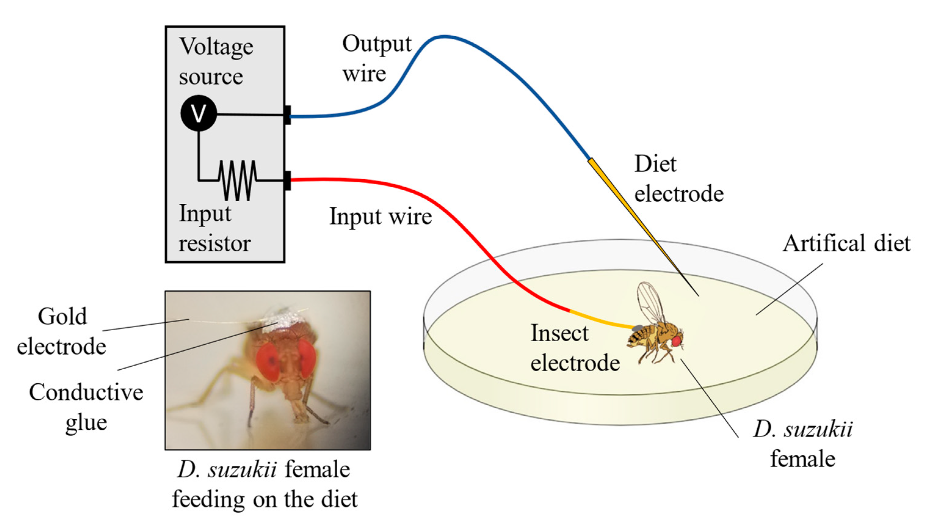 Insects 13 00280 g001