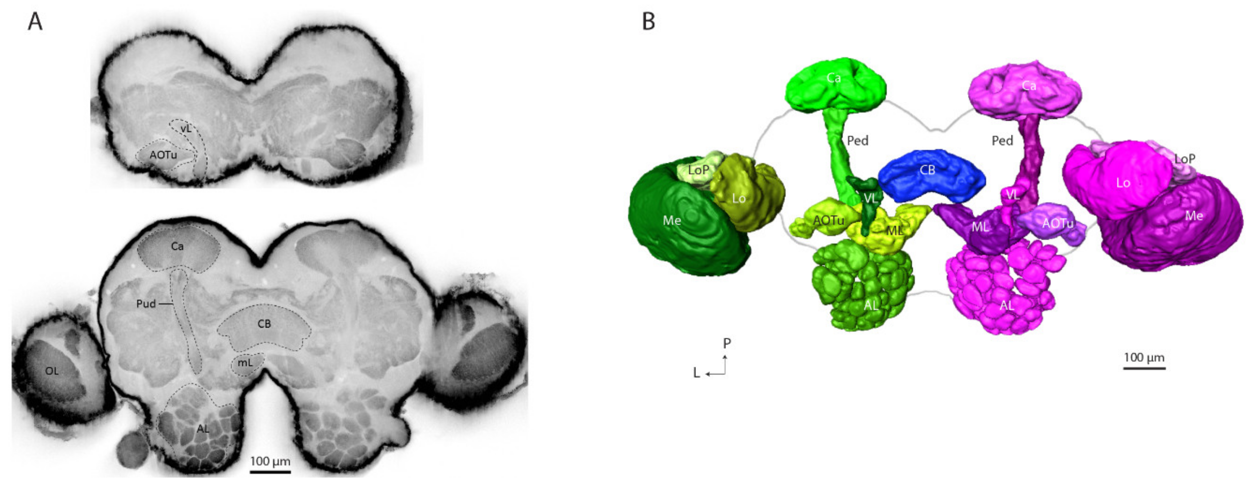 Insects 13 00284 g001