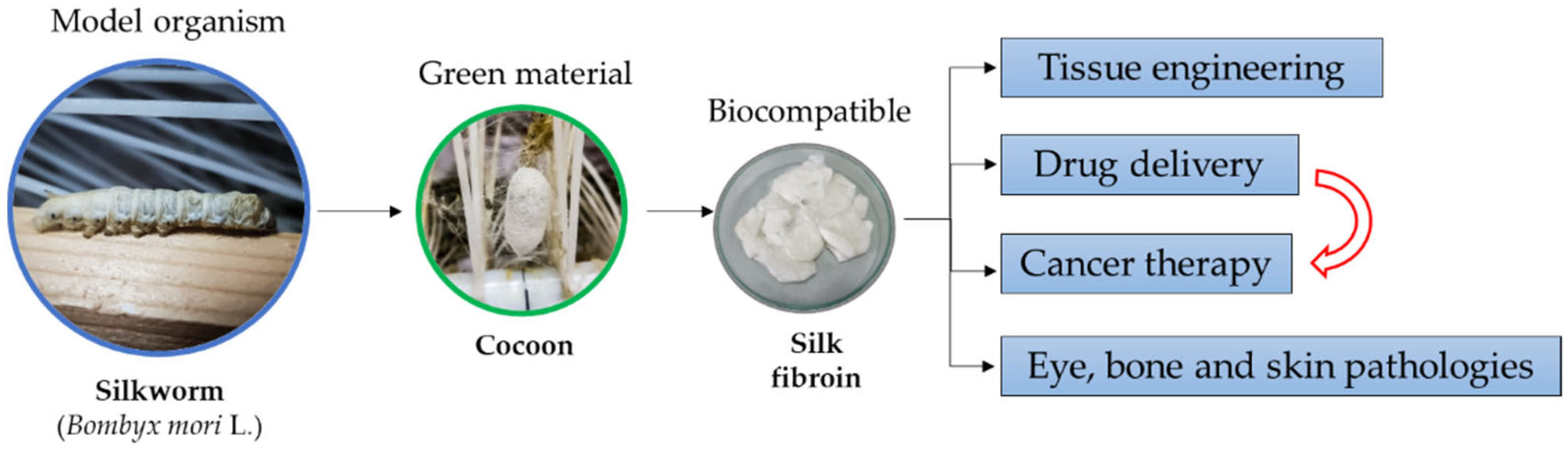 Insects 13 00286 g001