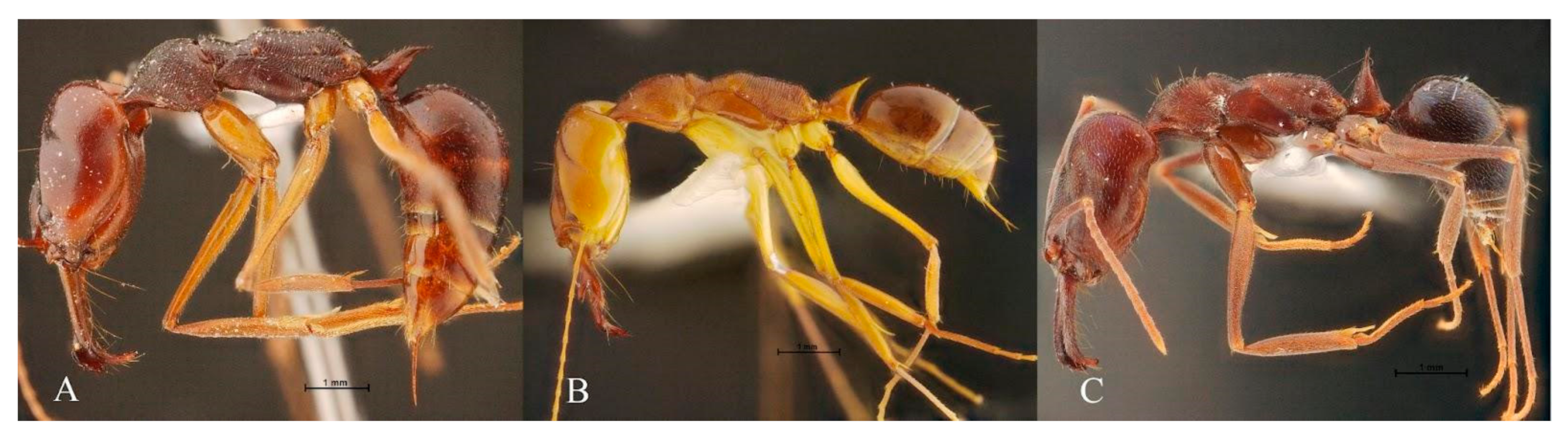 Insects 13 00287 g001