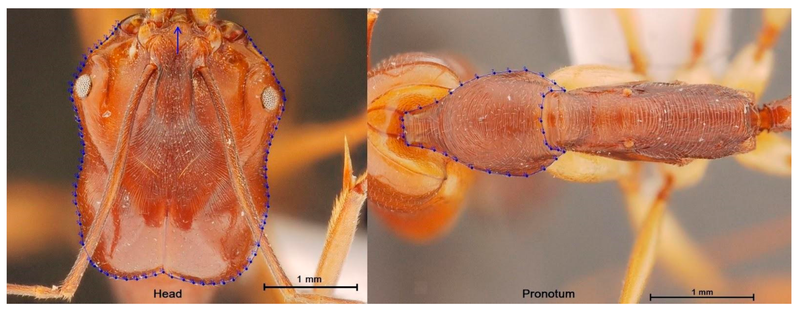 Insects 13 00287 g002