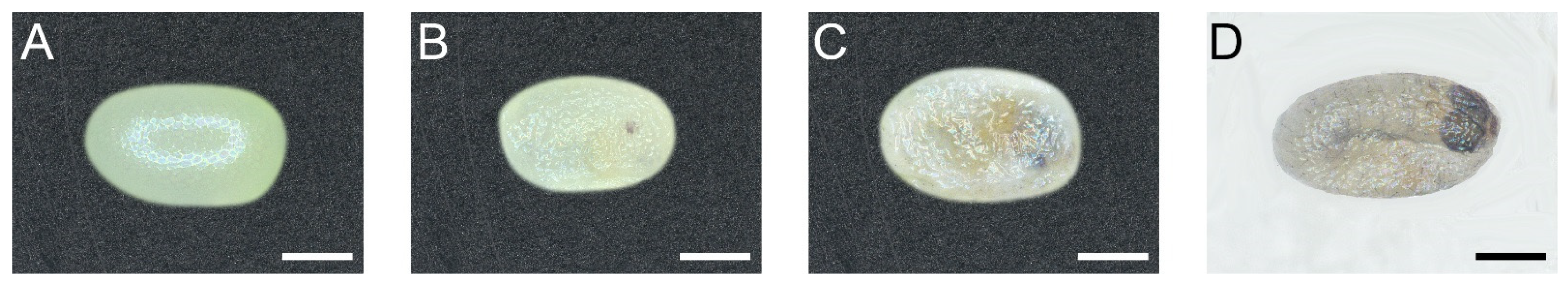 Insects 13 00289 g001