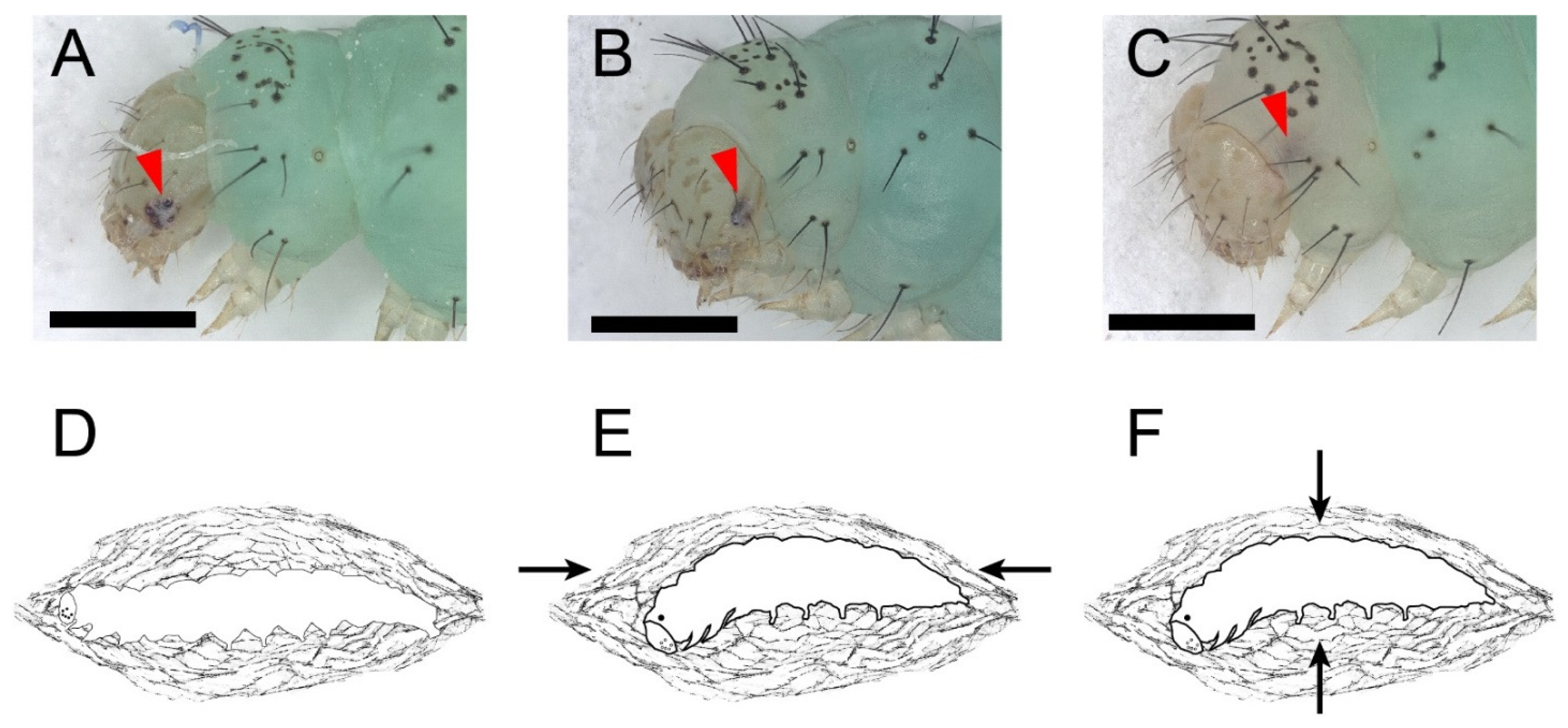 Insects 13 00289 g003