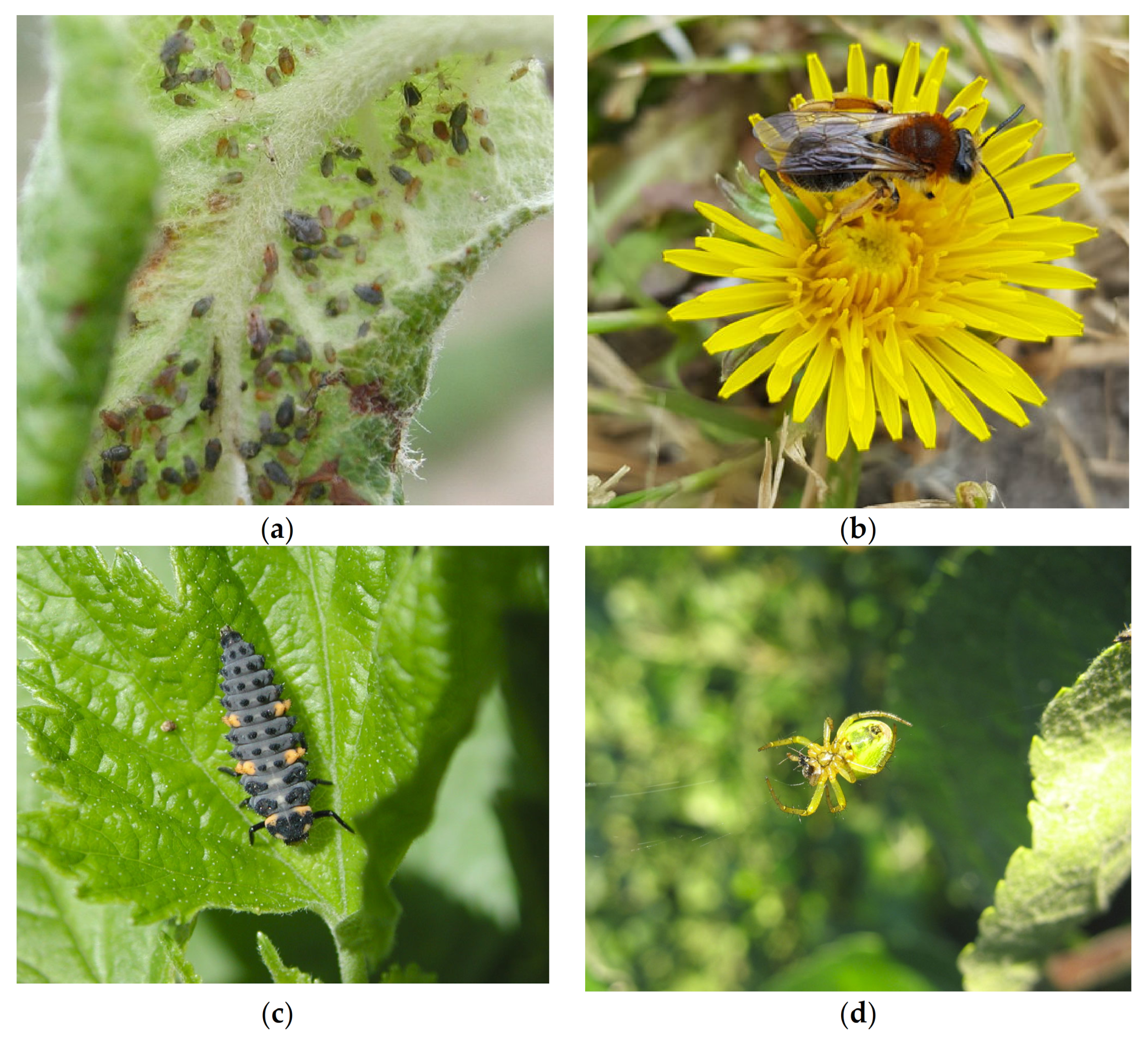 Insects 13 00304 g002a