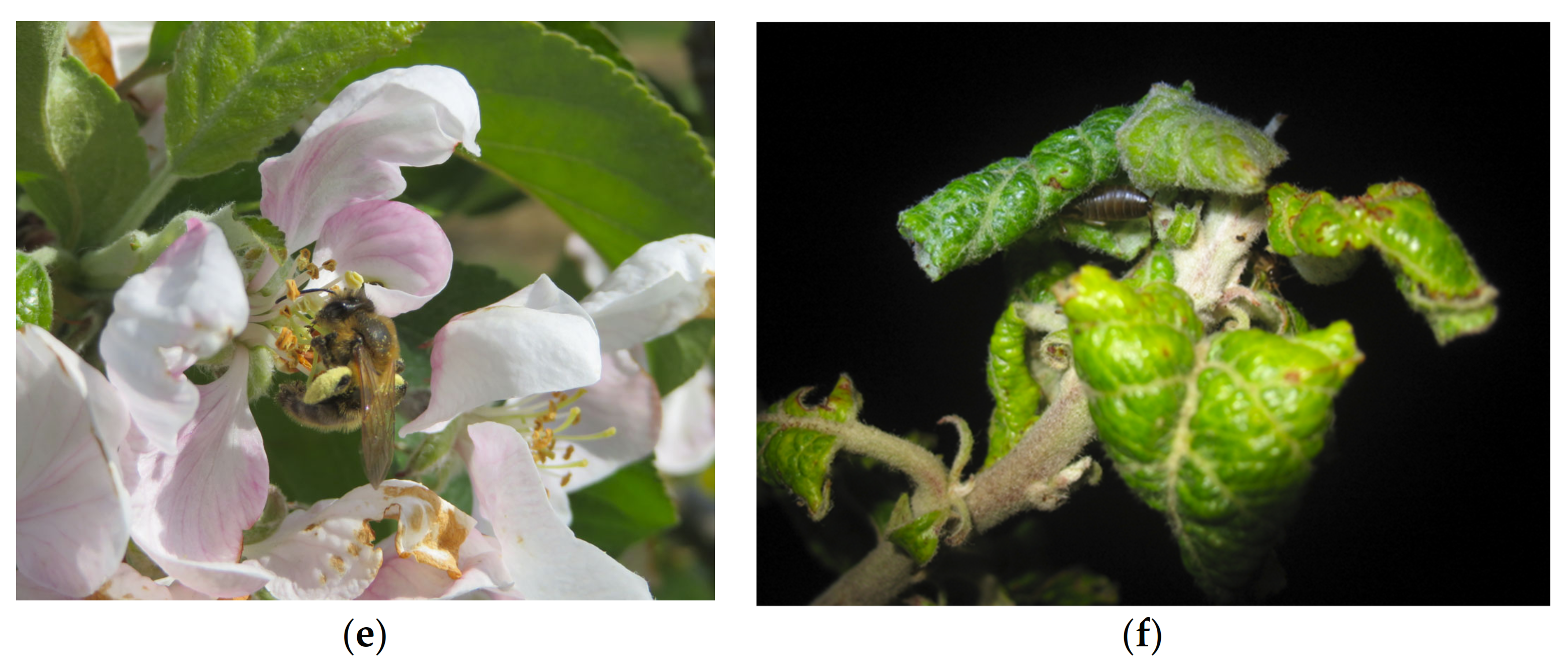 Insects 13 00304 g002b