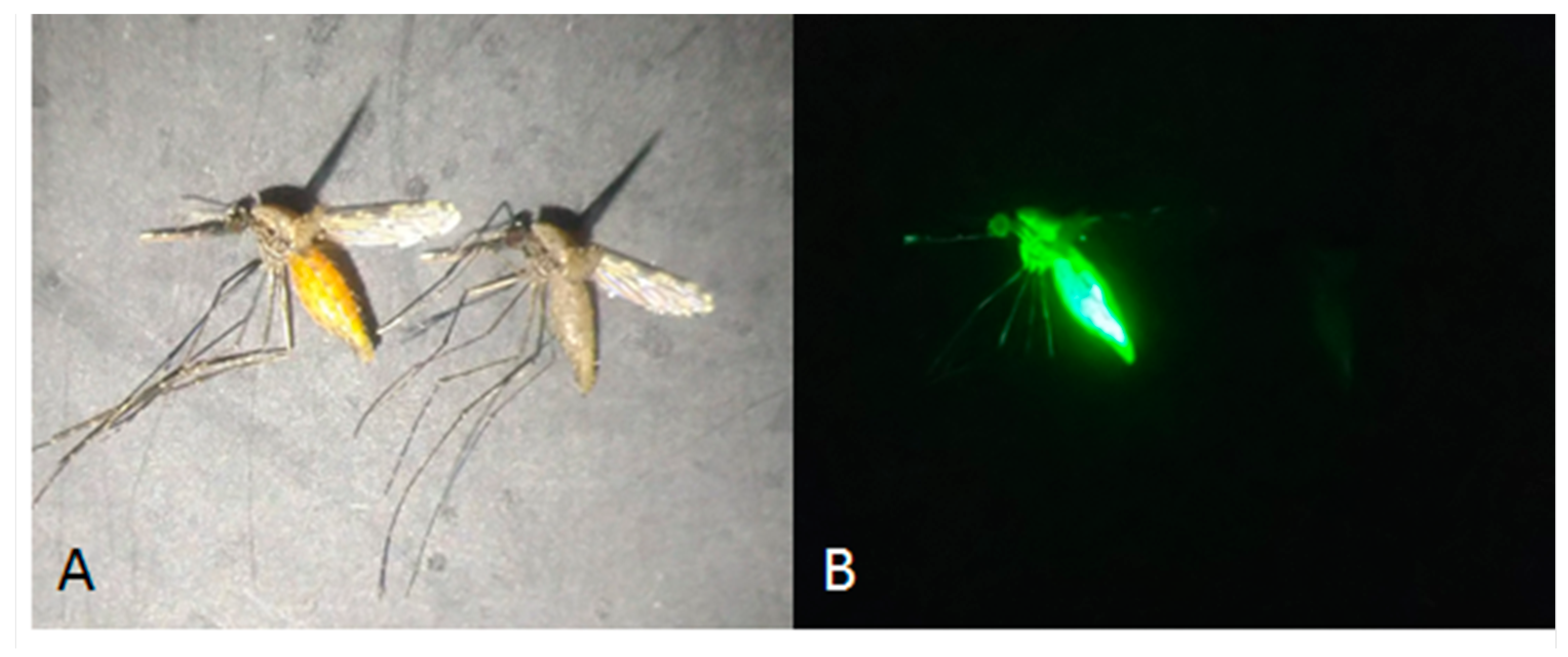 Insects 13 00311 g002