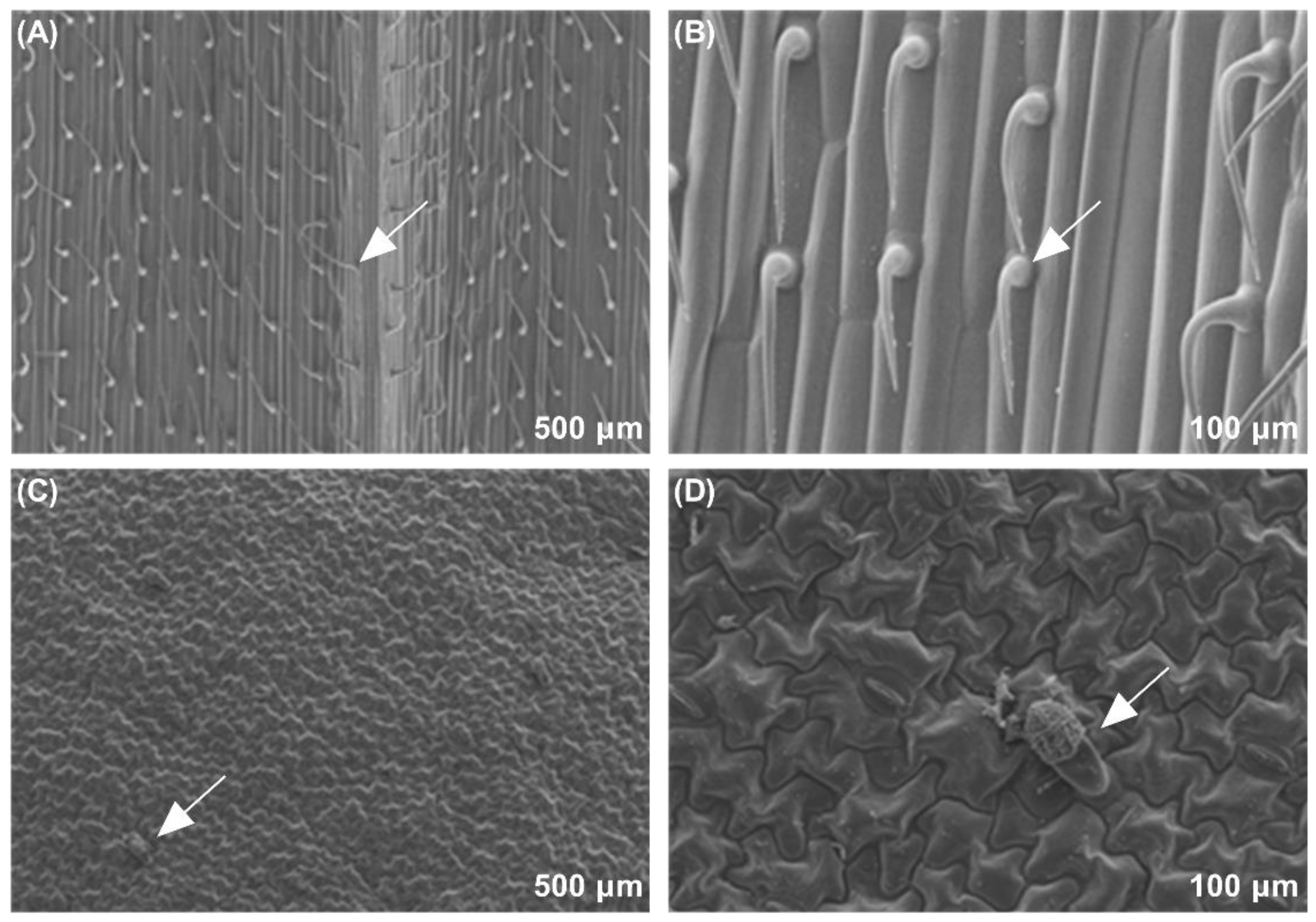 Insects 13 00317 g006