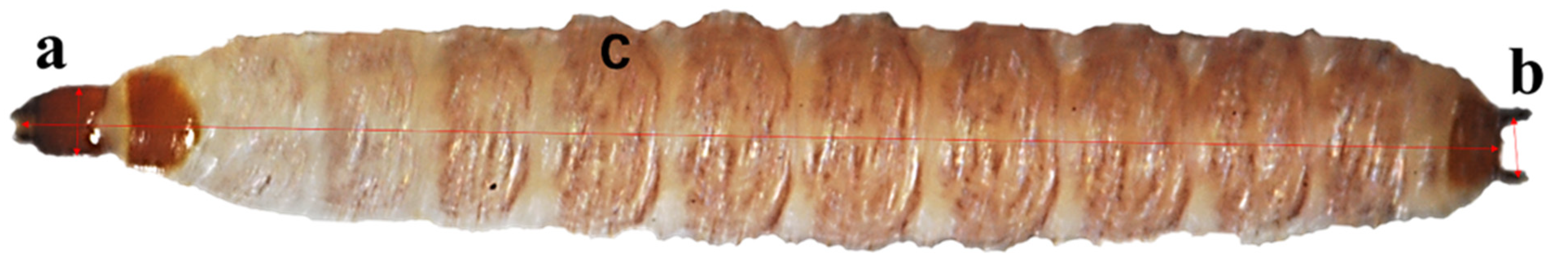 Insects 13 00319 g001