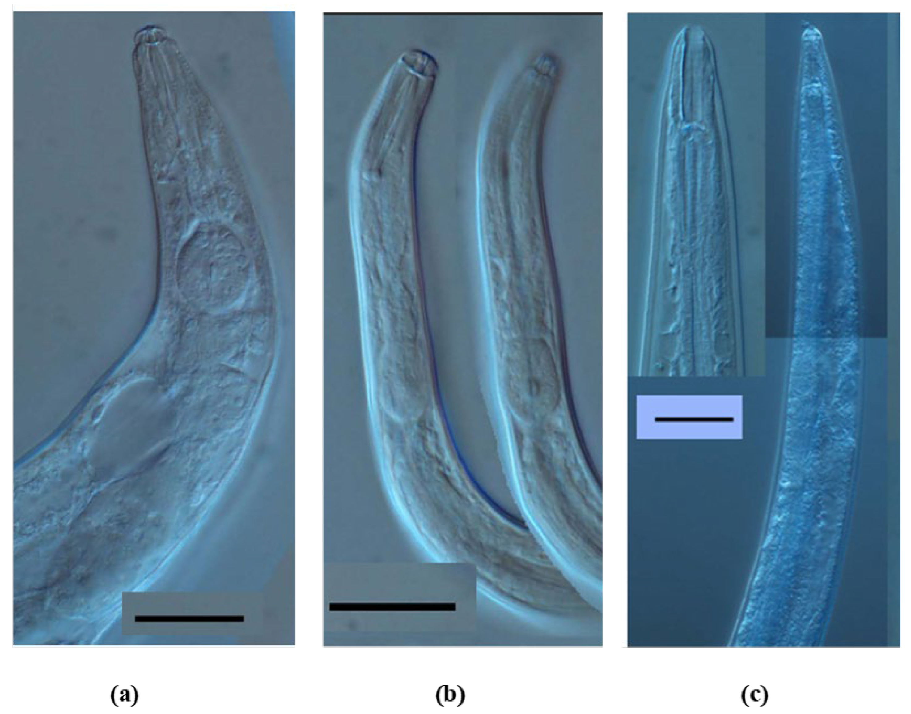 Insects 13 00320 g001