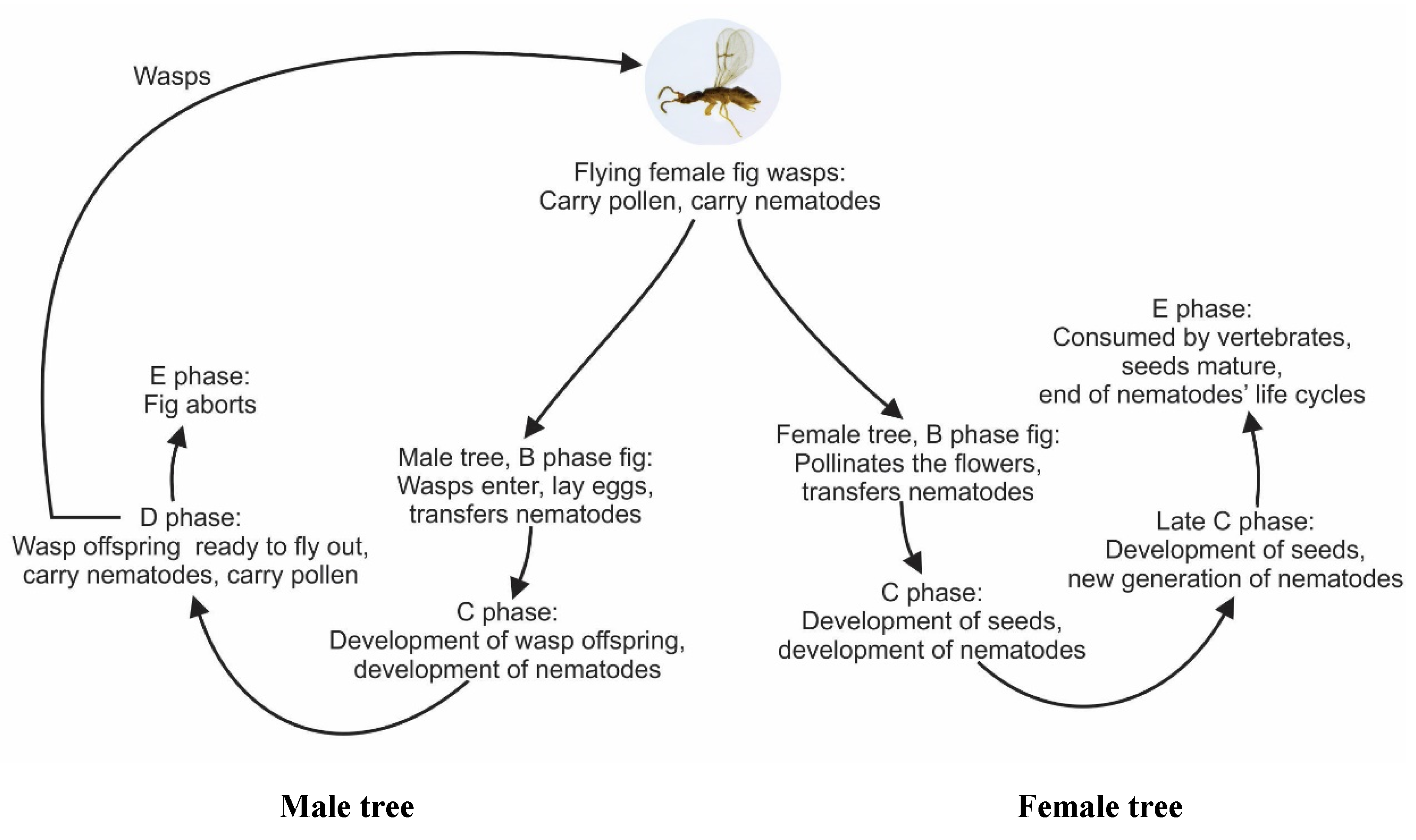 Insects 13 00320 g005