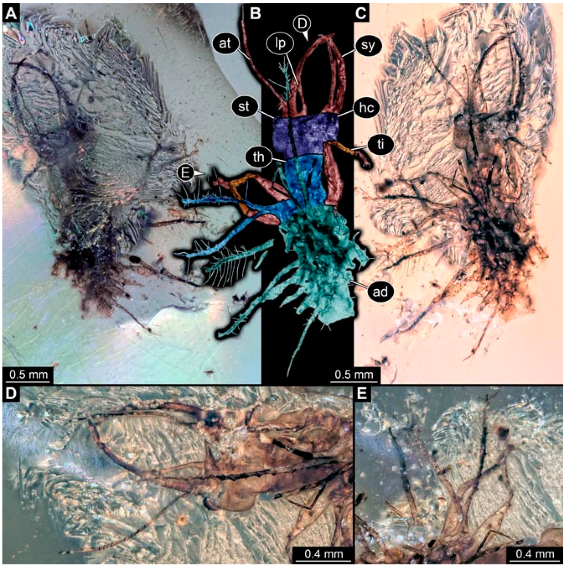 Insects 13 00336 g003