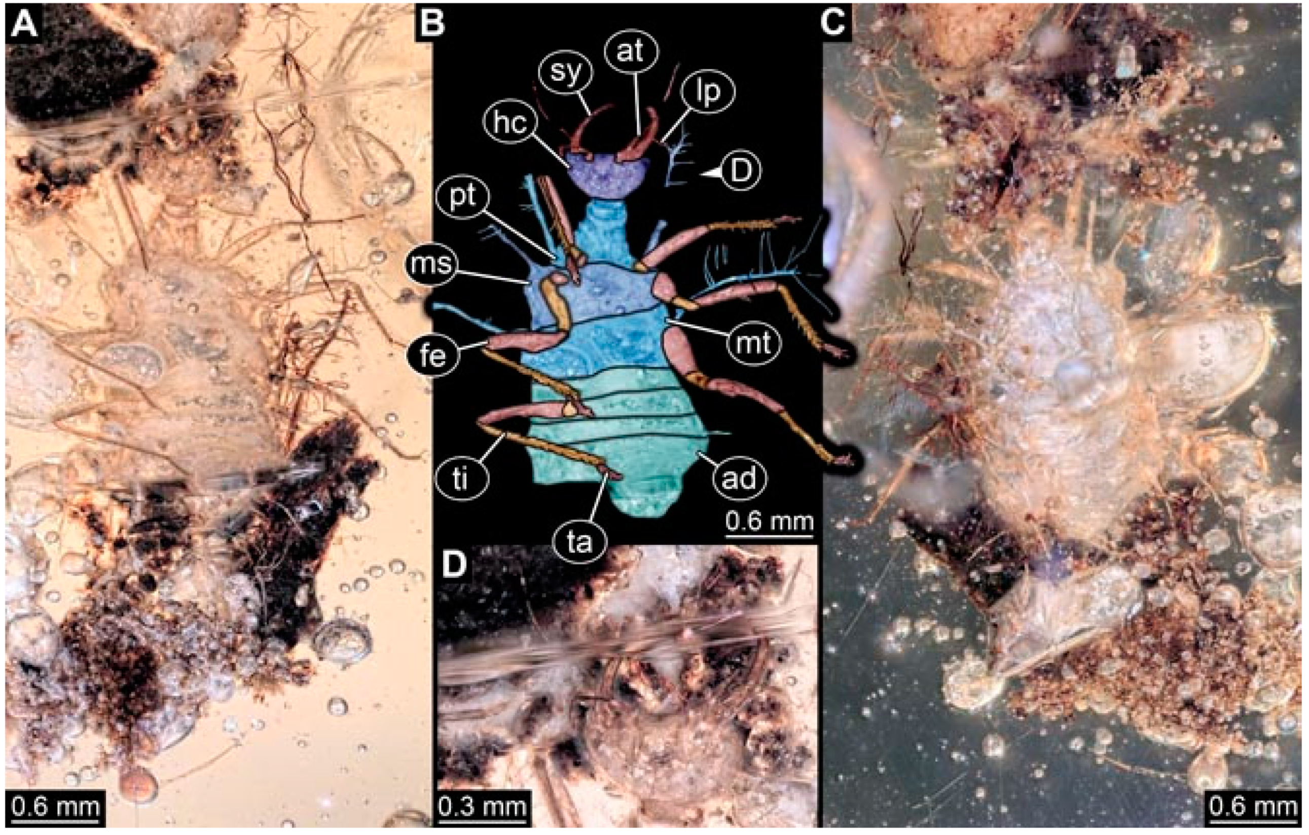 Insects 13 00336 g006