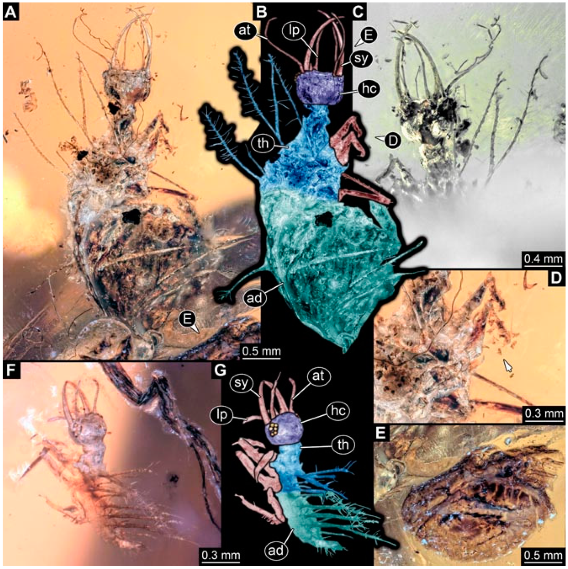 Insects 13 00336 g036