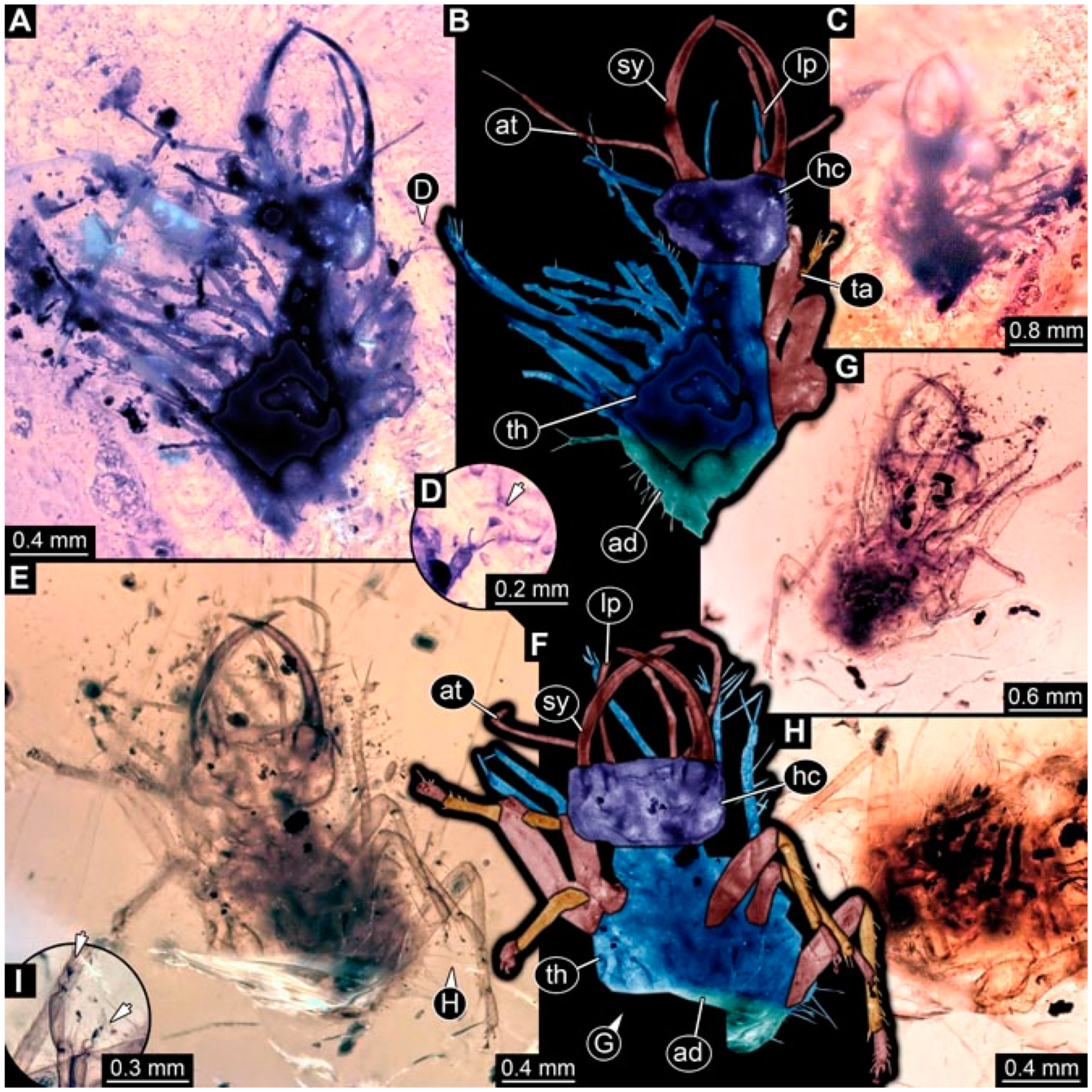 Insects 13 00336 g039