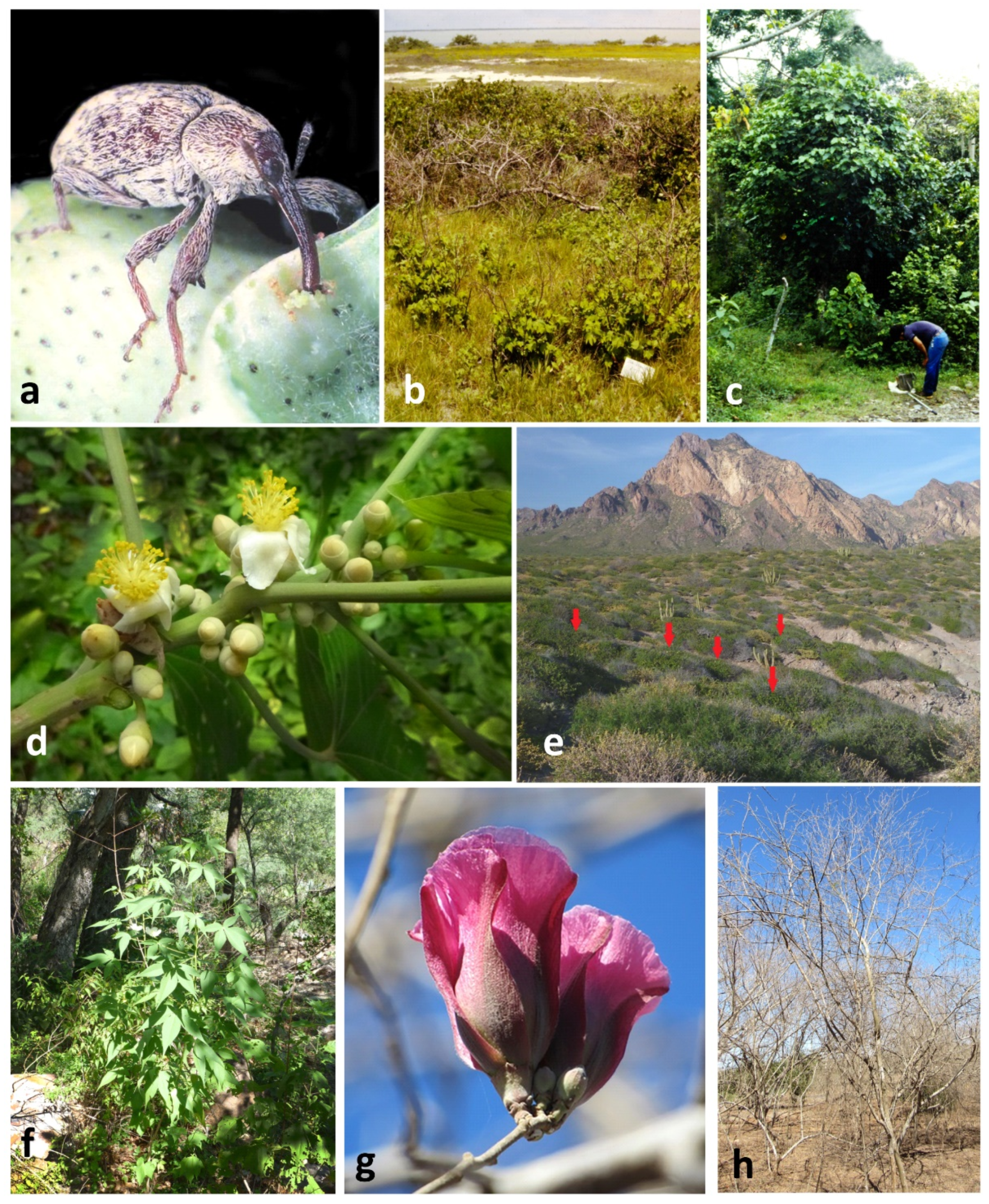 Insects 13 00337 g001