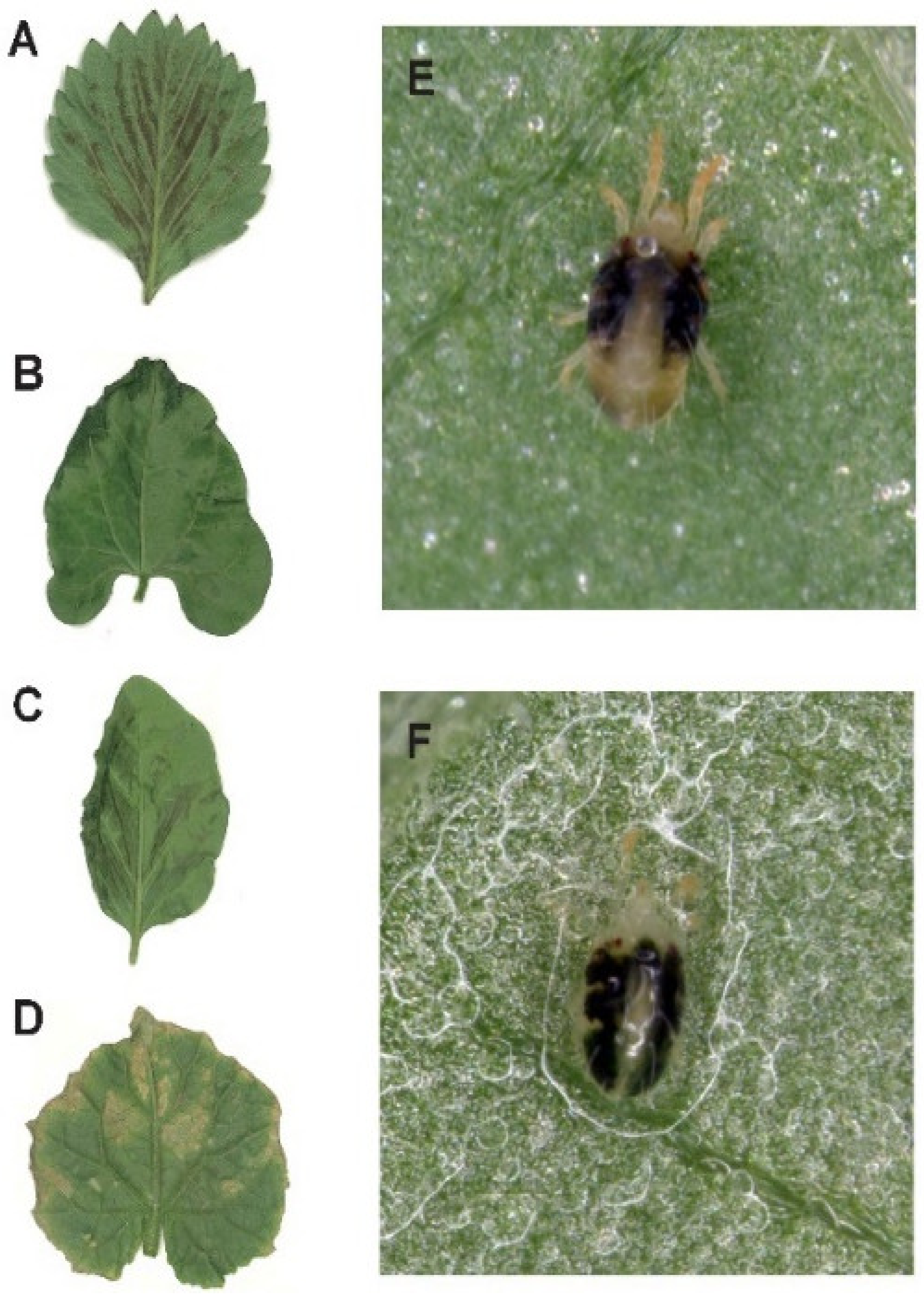 Insects 13 00341 g001