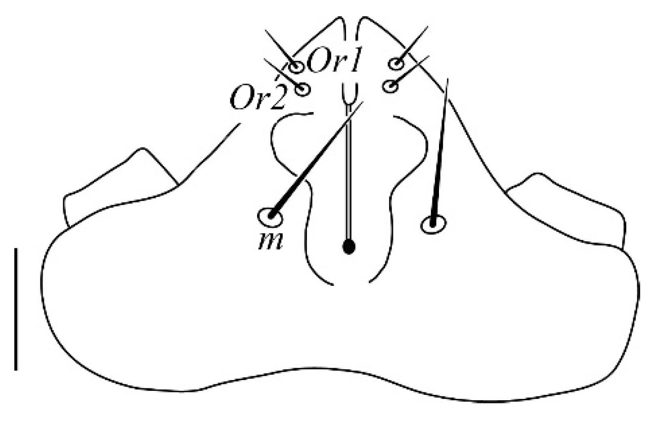 Insects 13 00344 g001