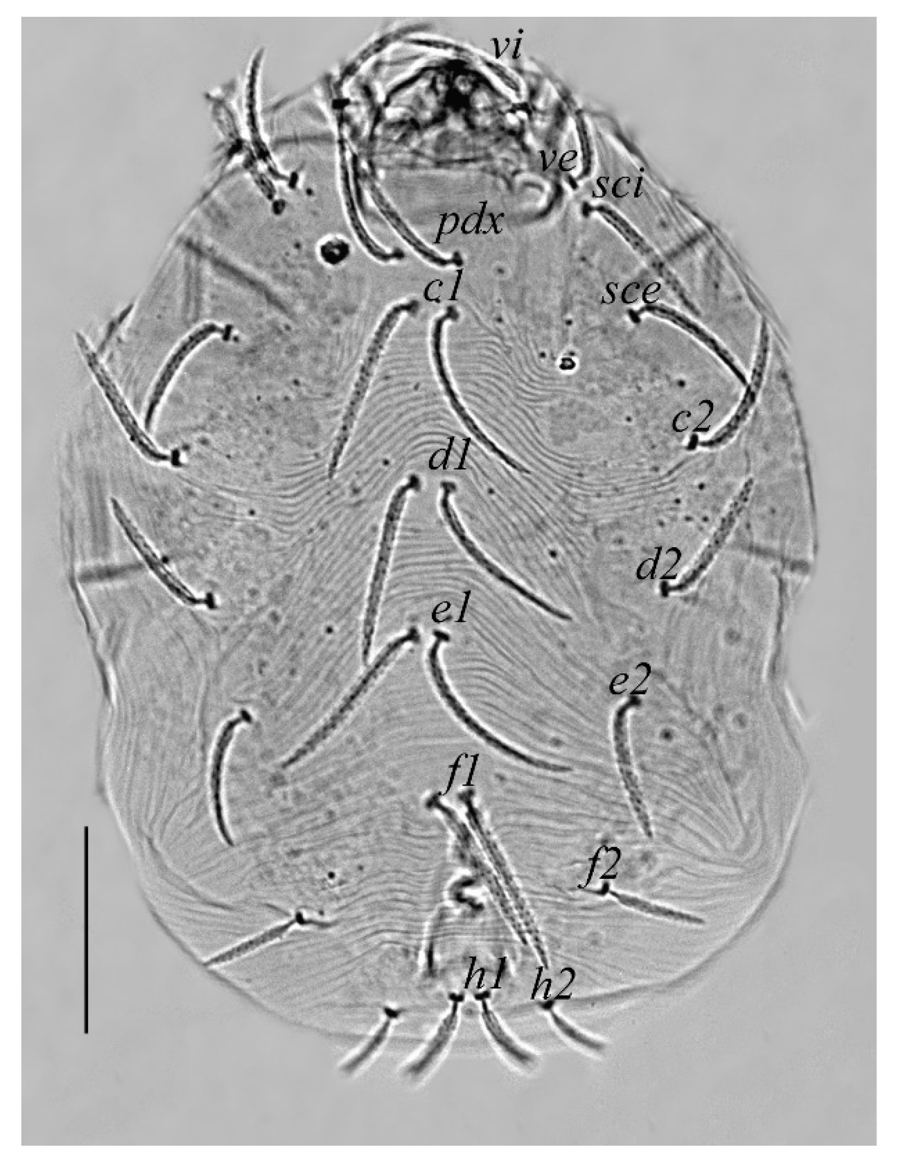 Insects 13 00344 g003