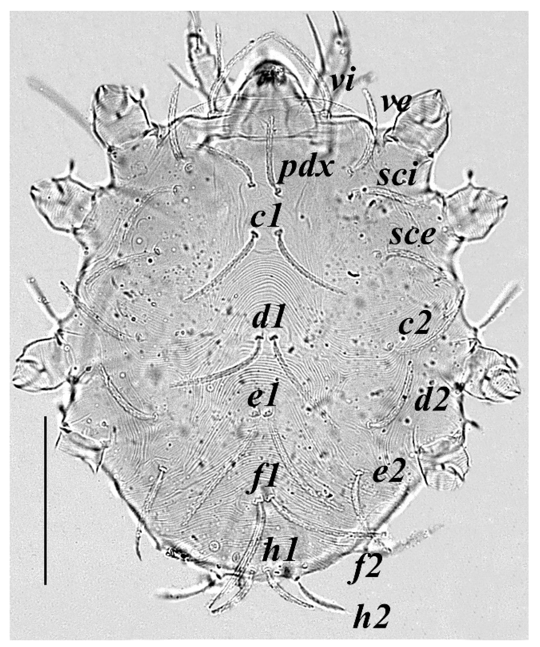 Insects 13 00344 g011