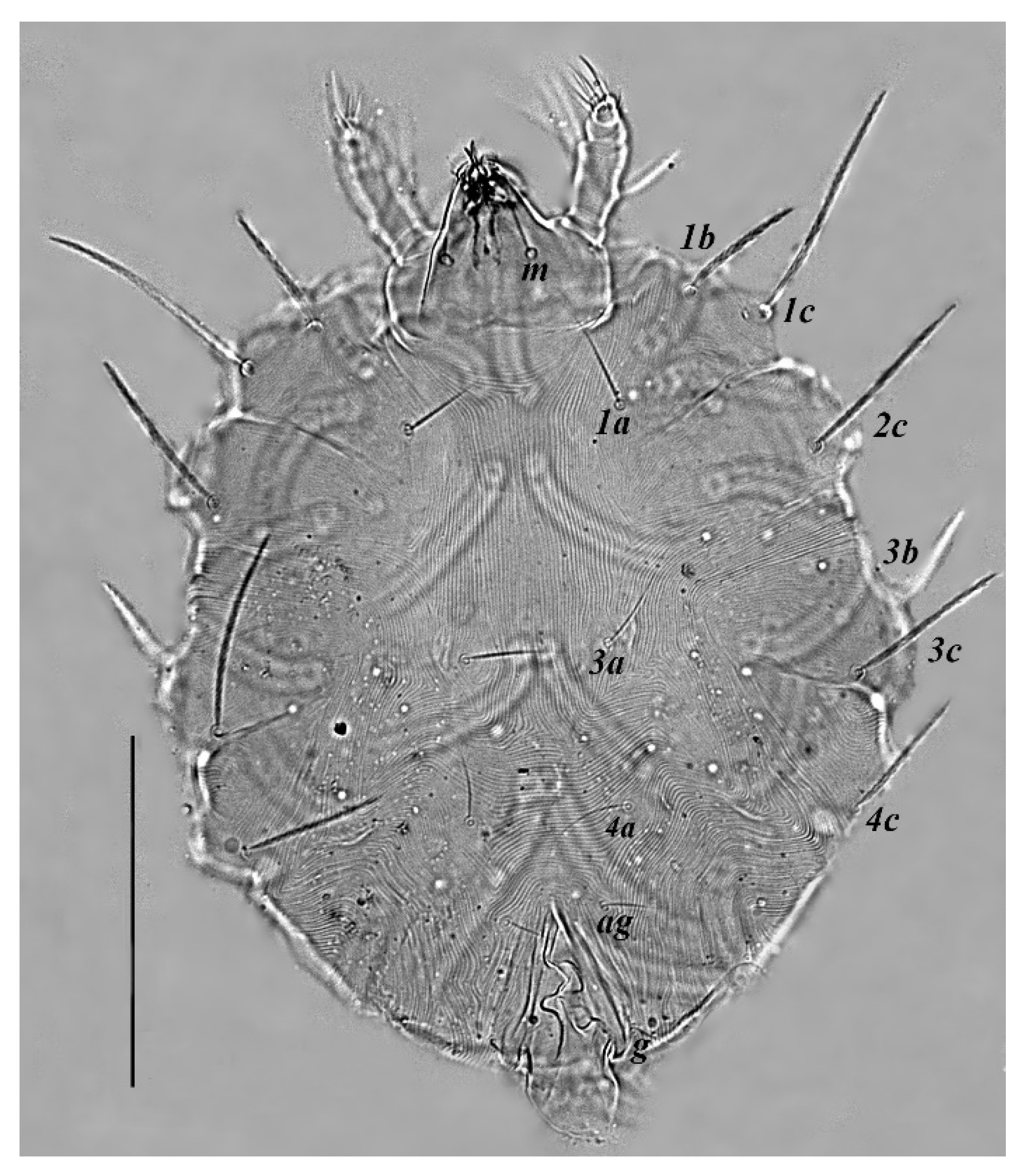 Insects 13 00344 g012