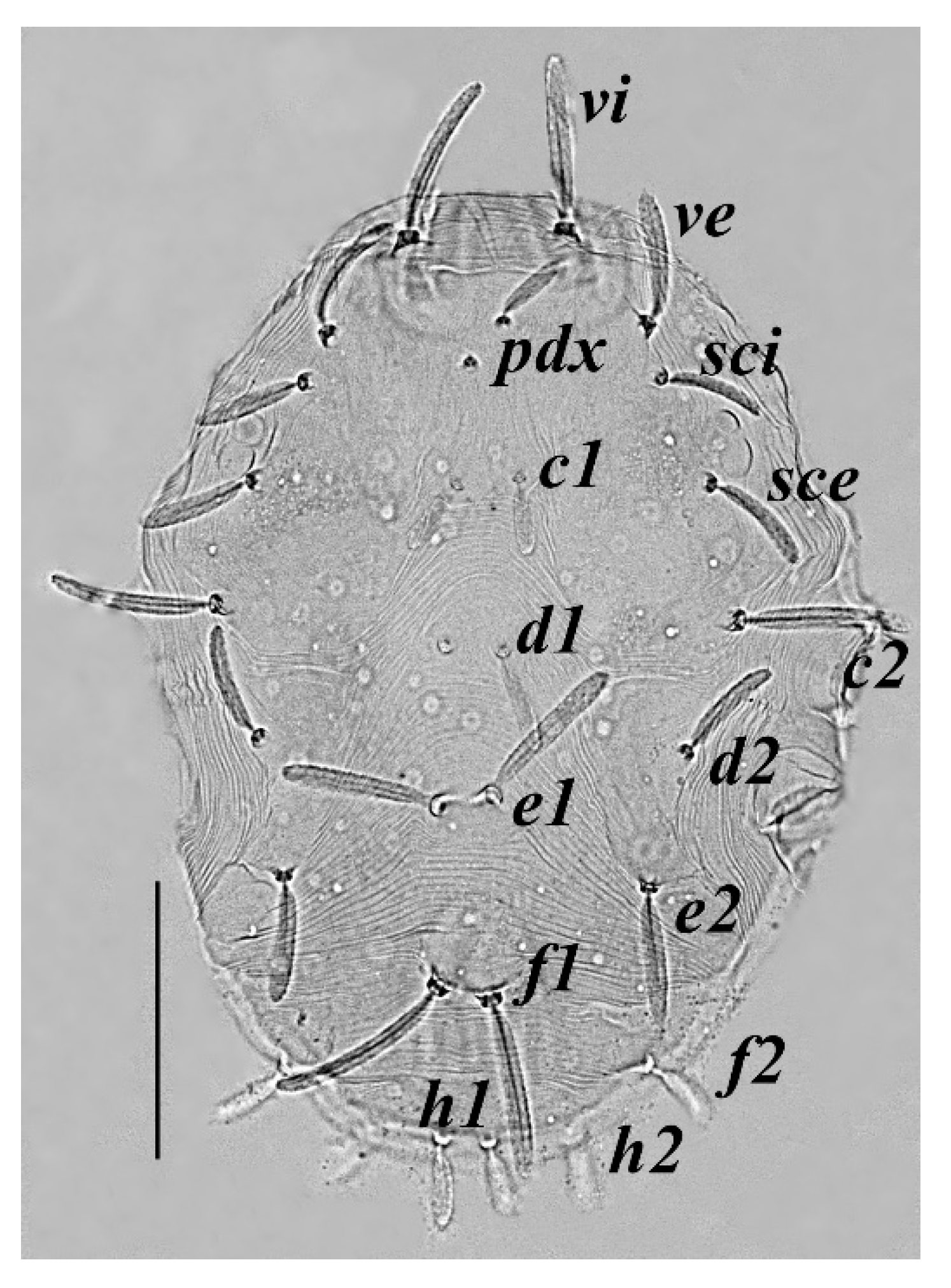 Insects 13 00344 g019