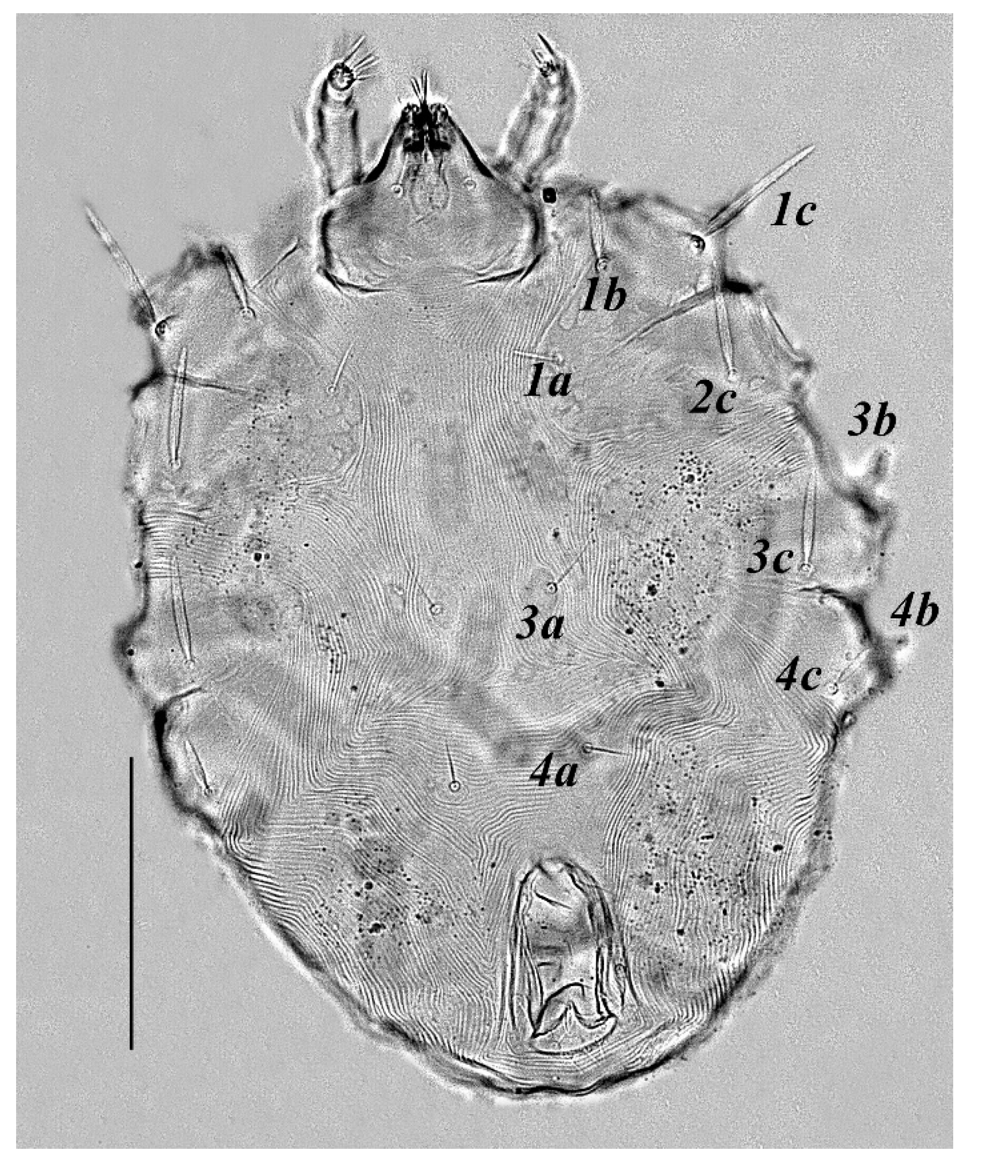 Insects 13 00344 g020
