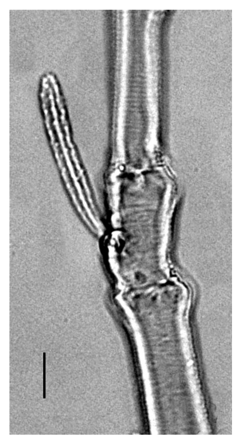 Insects 13 00344 g022