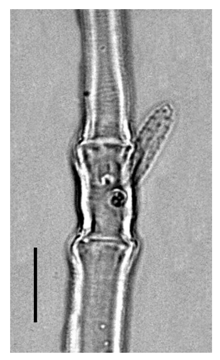 Insects 13 00344 g023