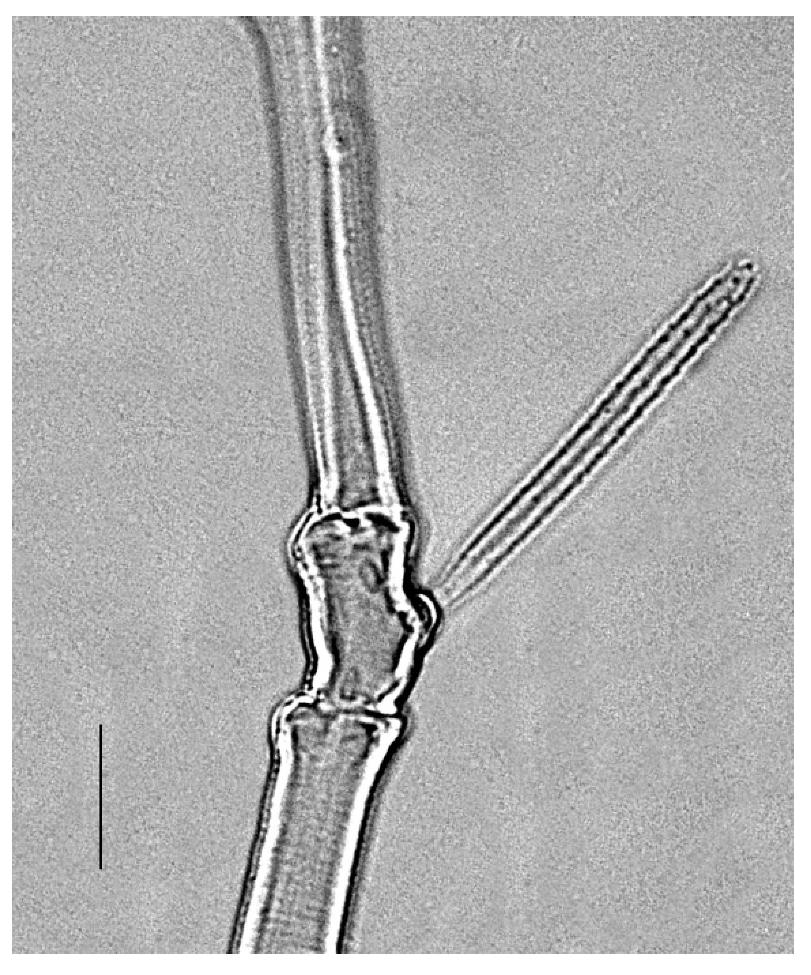 Insects 13 00344 g024