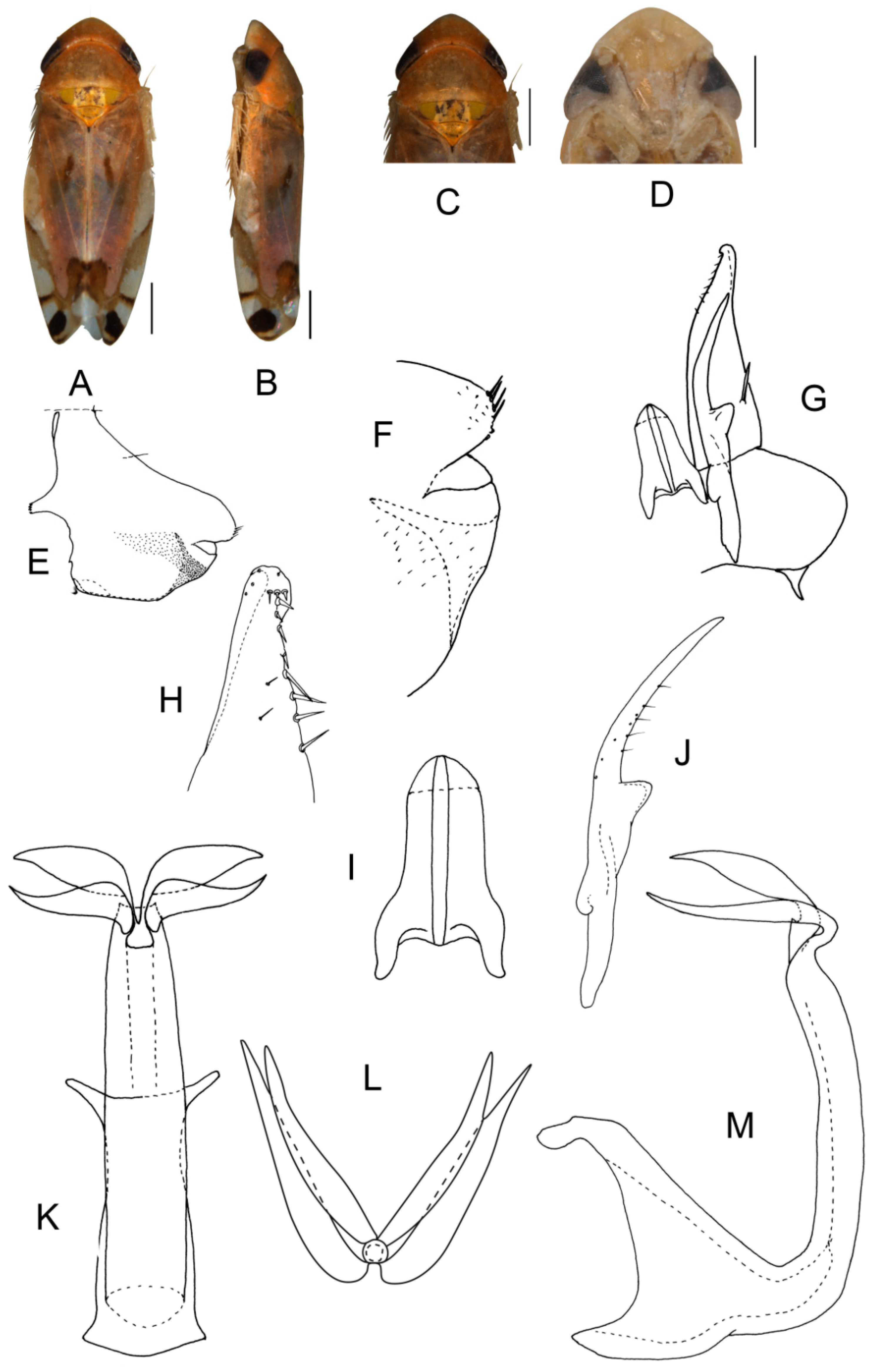 Insects 13 00345 g001