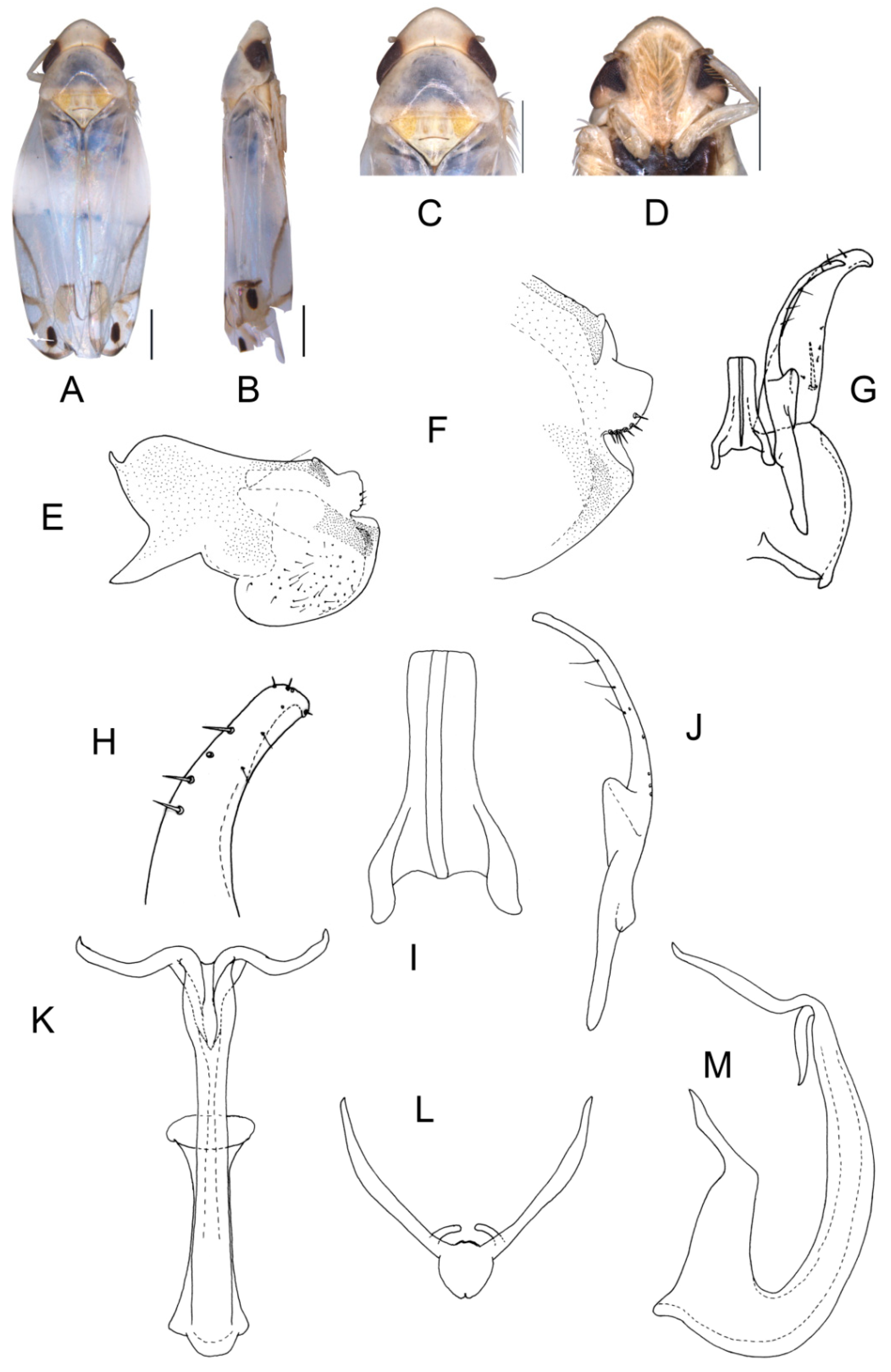 Insects 13 00345 g002