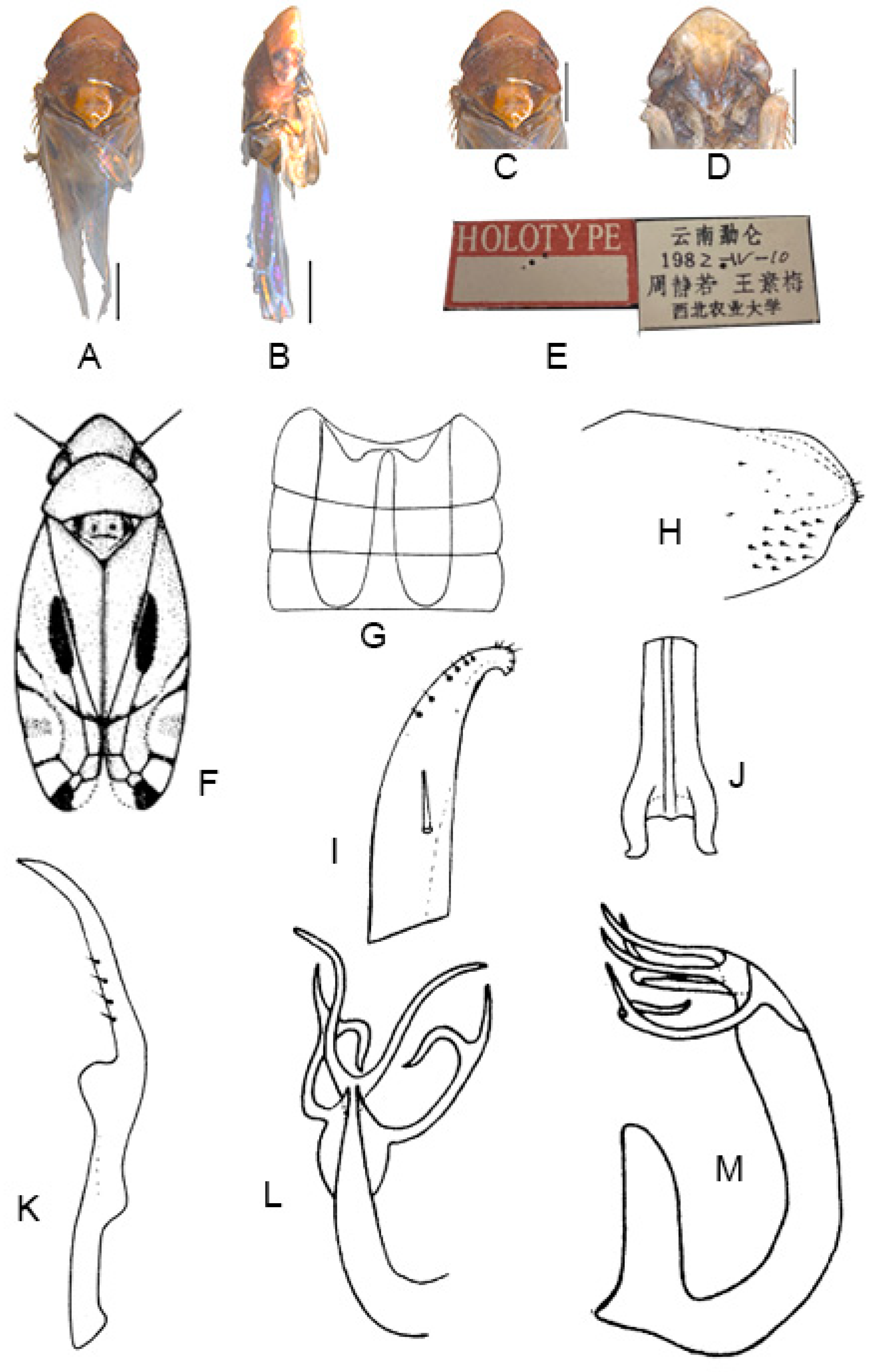 Insects 13 00345 g003