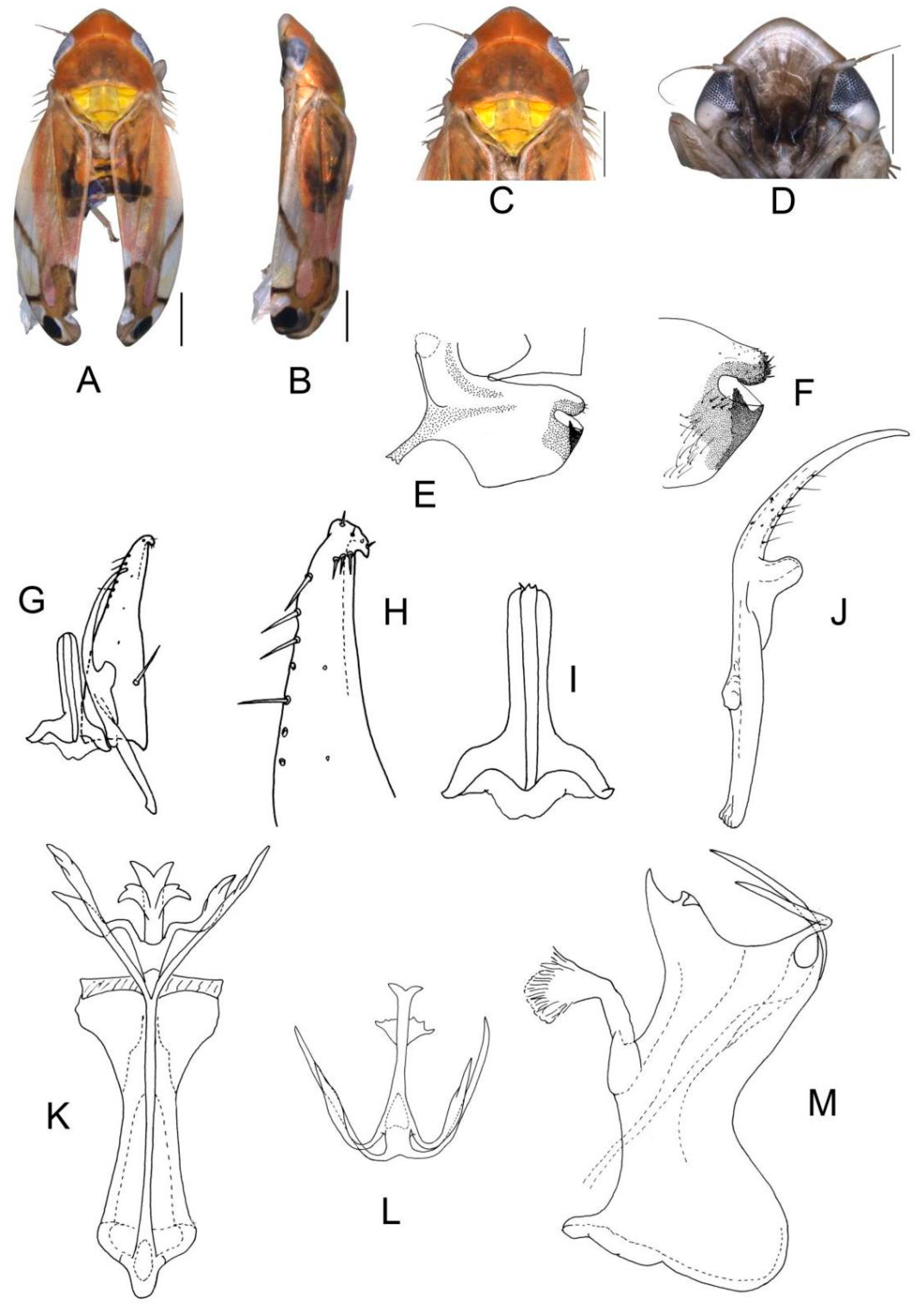 Insects 13 00345 g004